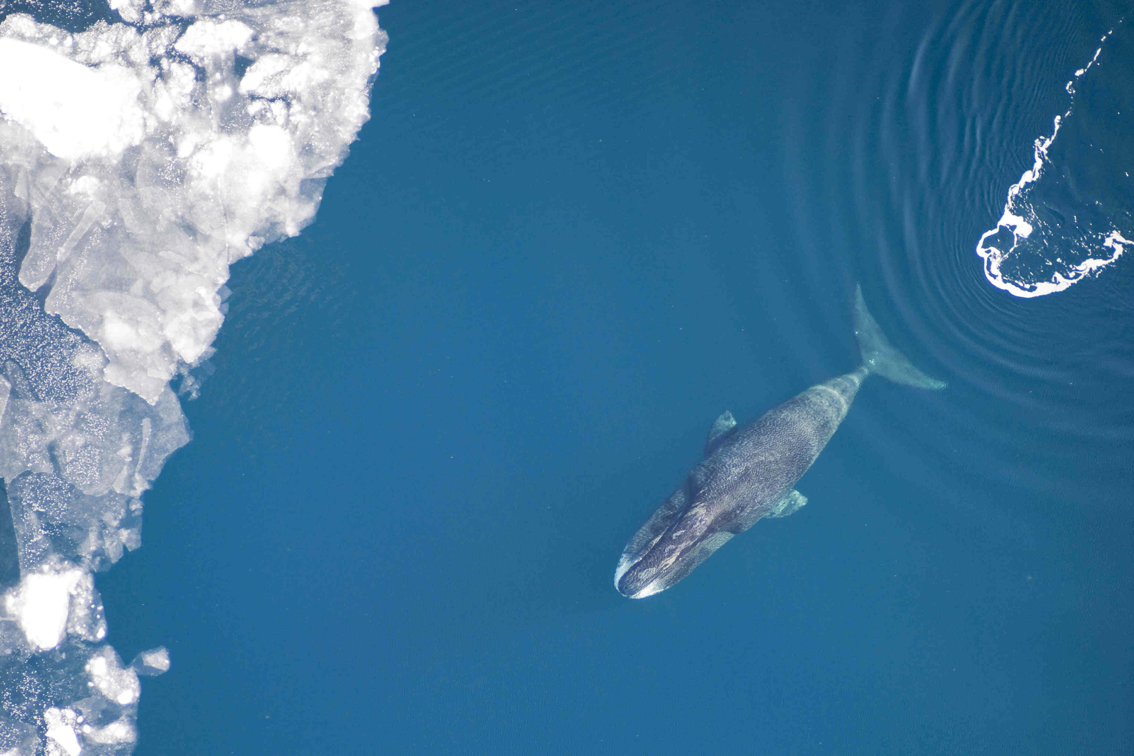Bowhead Whale, ice edge, floating ice floes, 2K Desktop Wallpaper