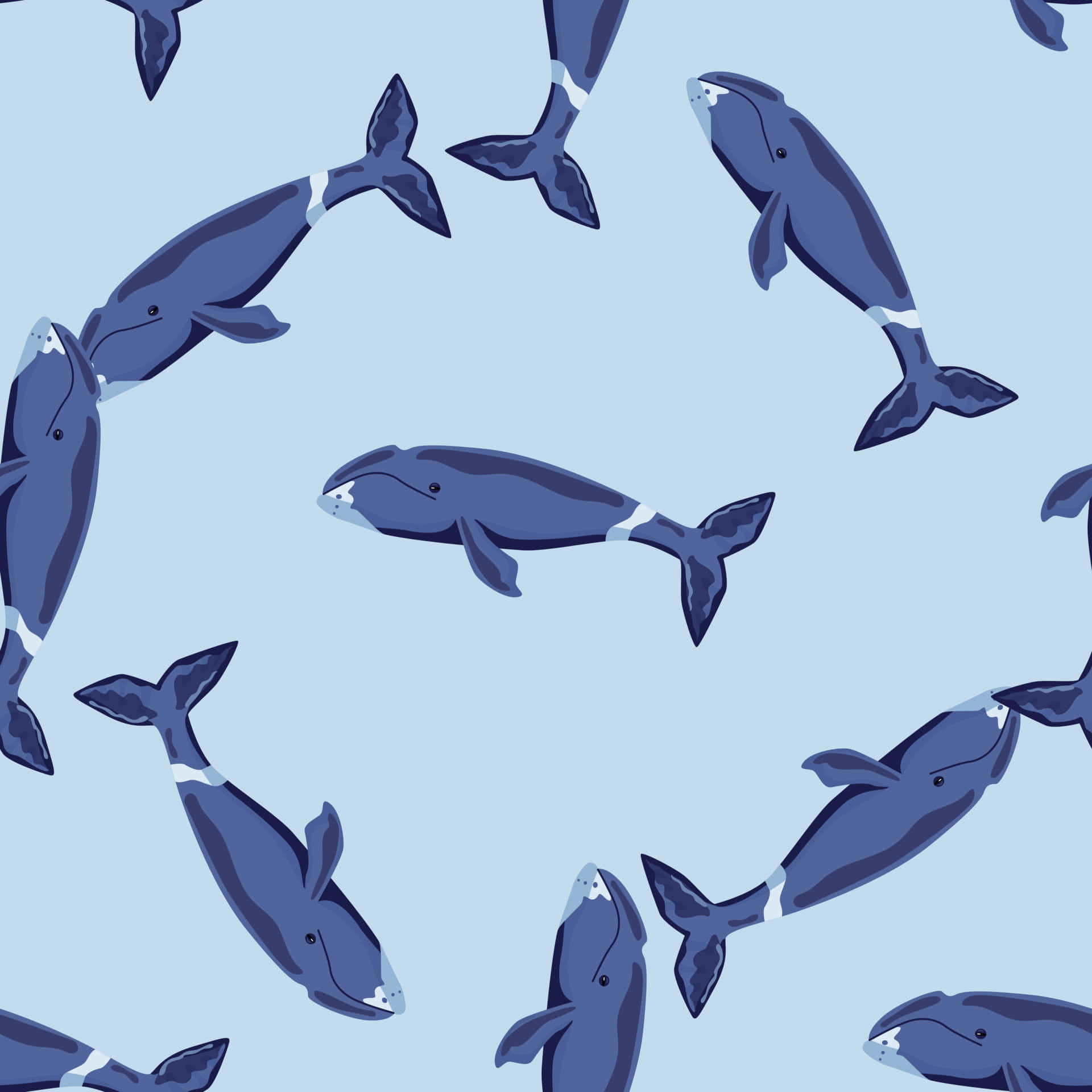 Bowhead Whale, dark blue, white underbellies, Full HD Desktop Wallpaper