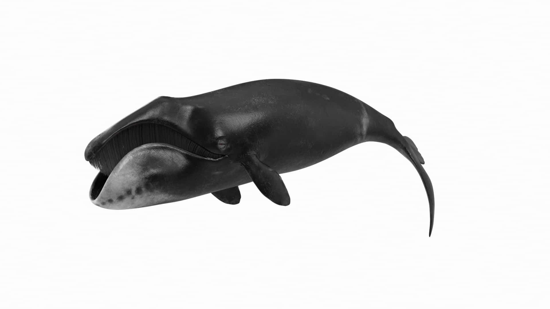 Bowhead Whale, sleek black, baleen plates, Full HD Desktop Wallpaper