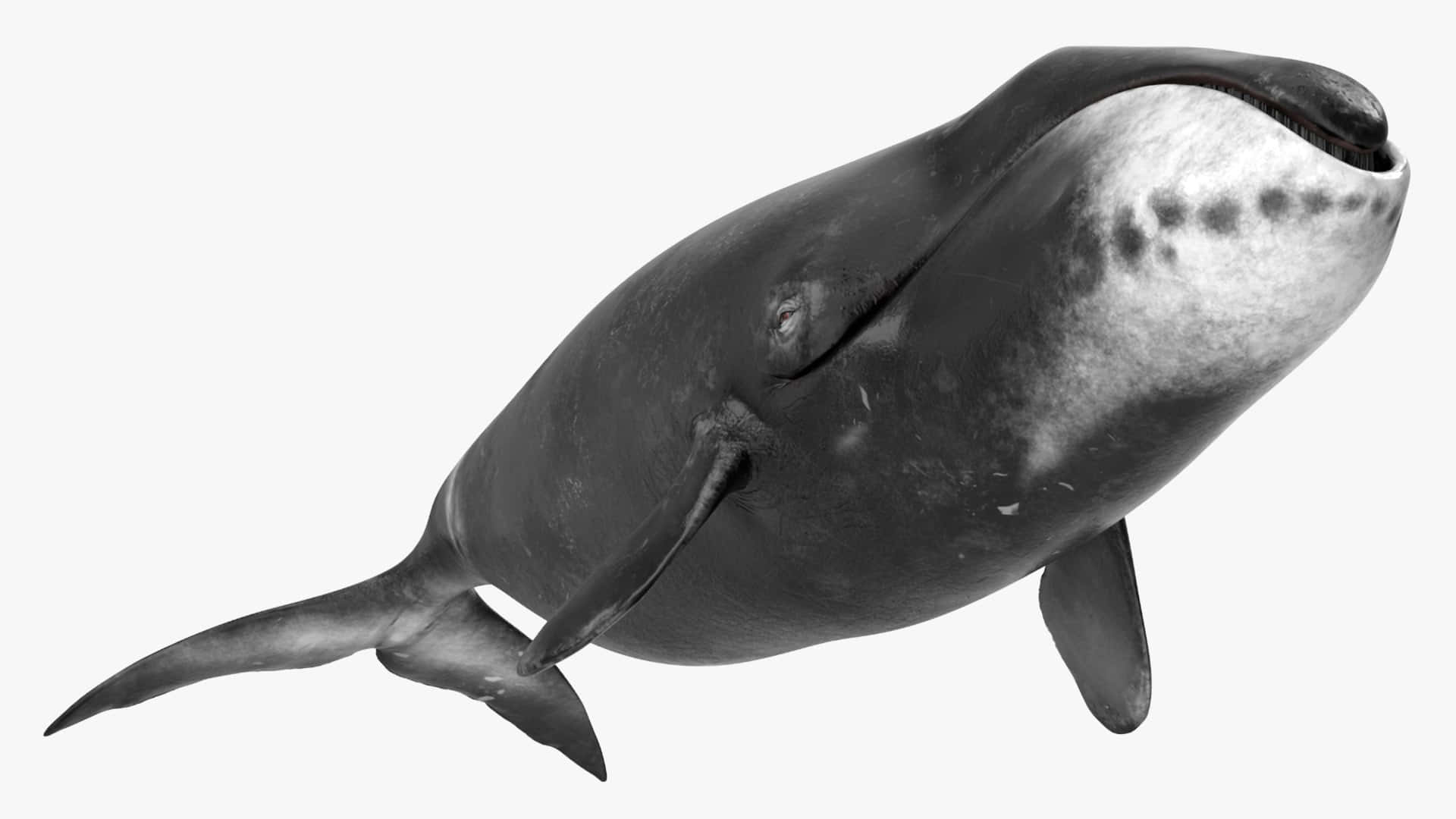 Bowhead Whale, grayscale, 3D rendering, Full HD Desktop Wallpaper
