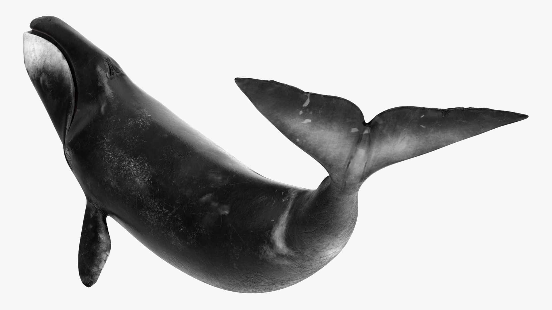 Bowhead Whale, monochrome, 3D render, Full HD Desktop Wallpaper
