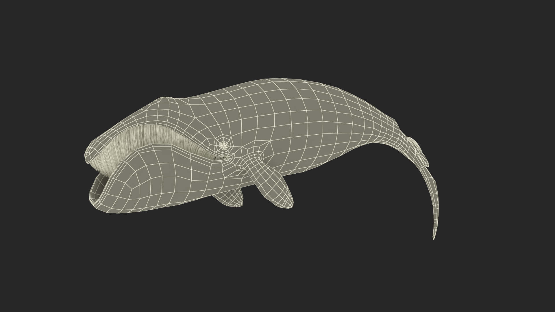 Bowhead Whale, wireframe model, gray, Full HD Desktop Wallpaper