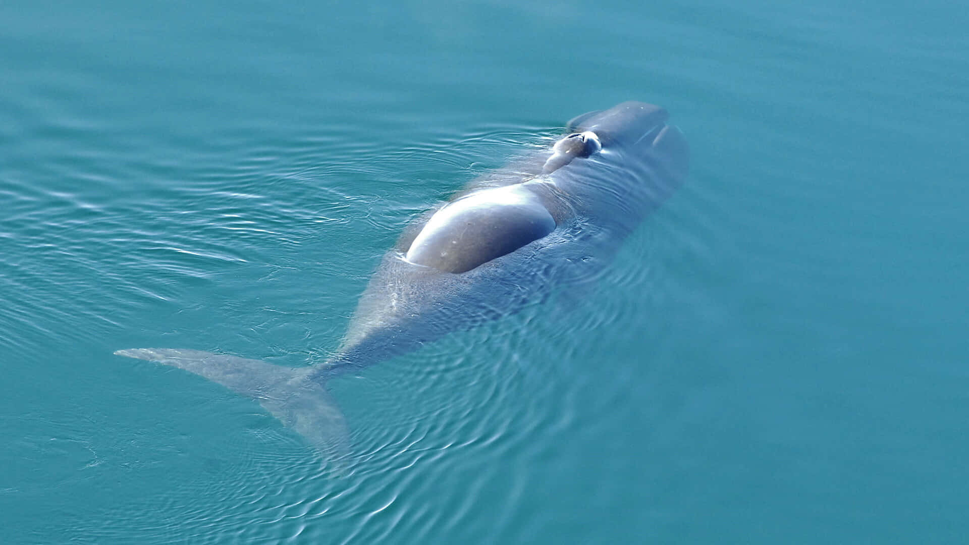 Bowhead Whale, calm turquoise water, curved back, Full HD Desktop Wallpaper