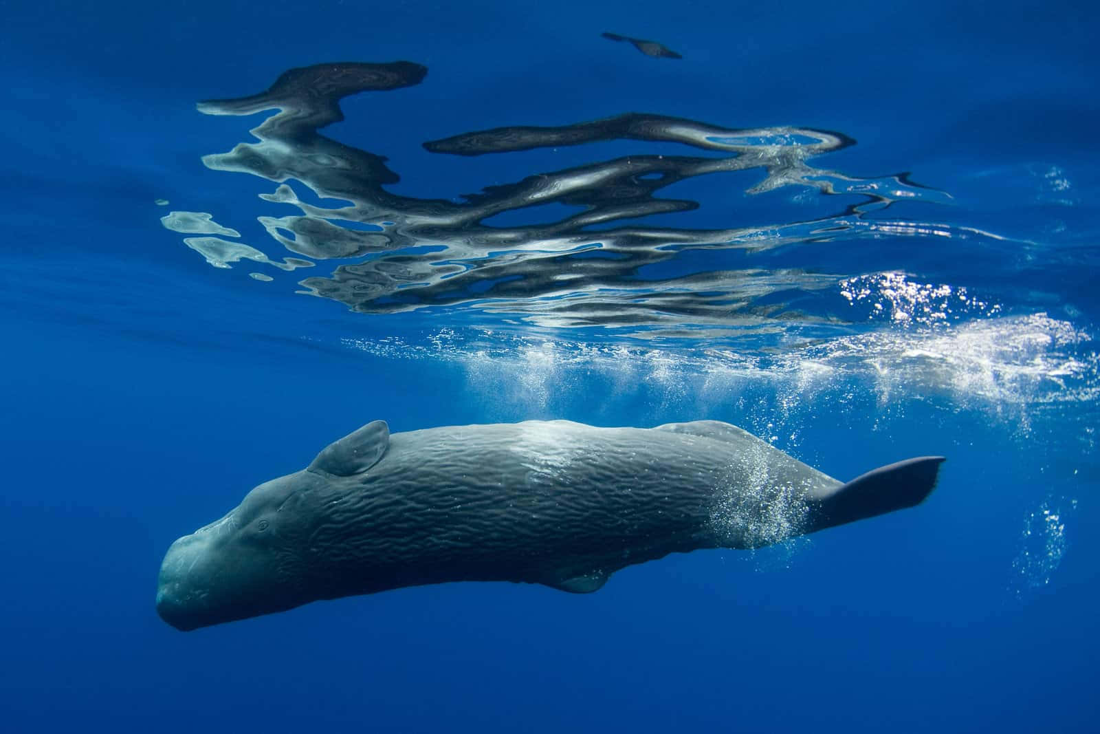 Bowhead Whale, underwater, deep blue ocean water, HD Desktop Wallpaper