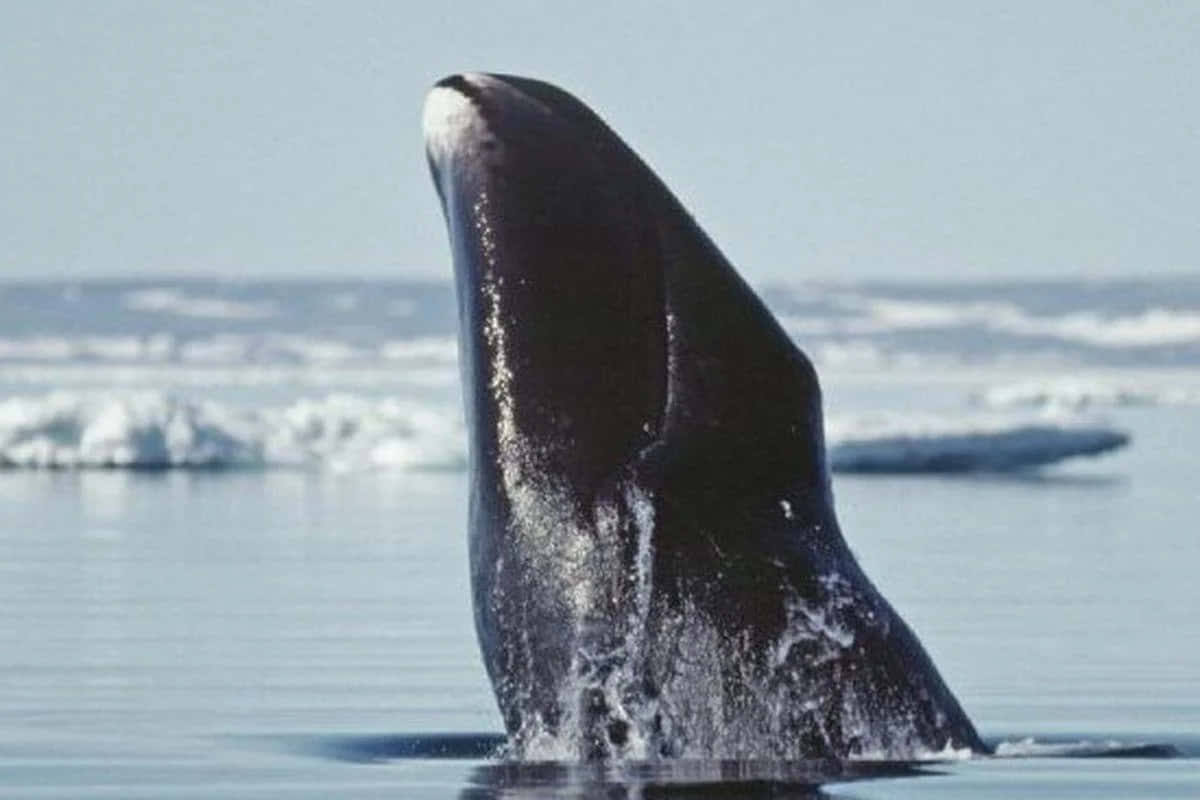 Bowhead Whale, arctic, icy blue waters, SD Desktop Wallpaper