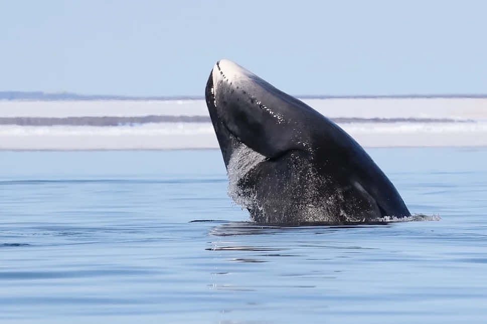 Bowhead Whale, calm blue ocean, clear sky, SD Desktop Wallpaper