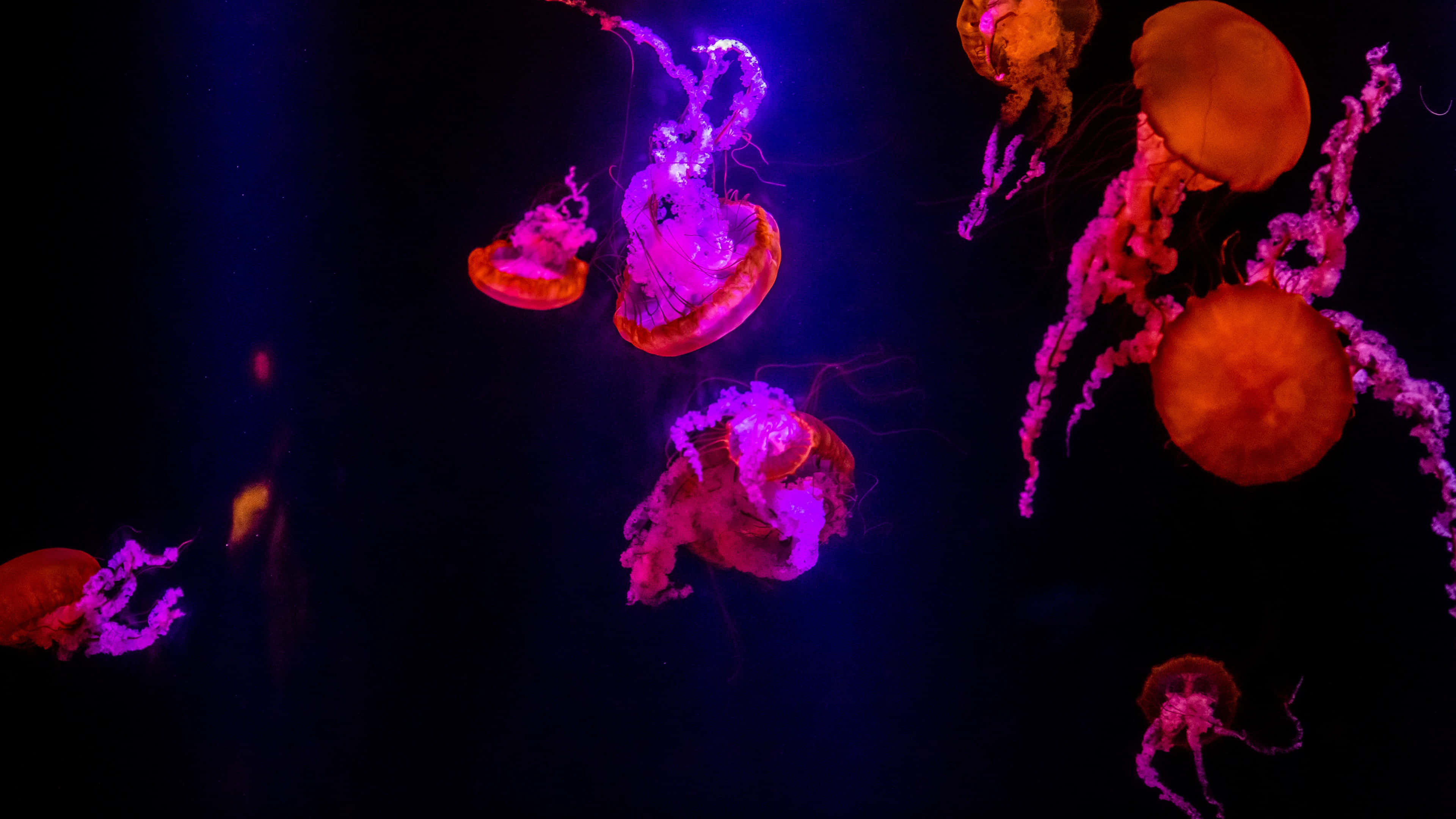 jellyfish, vibrant purple, orange lights, 4K Desktop Wallpaper