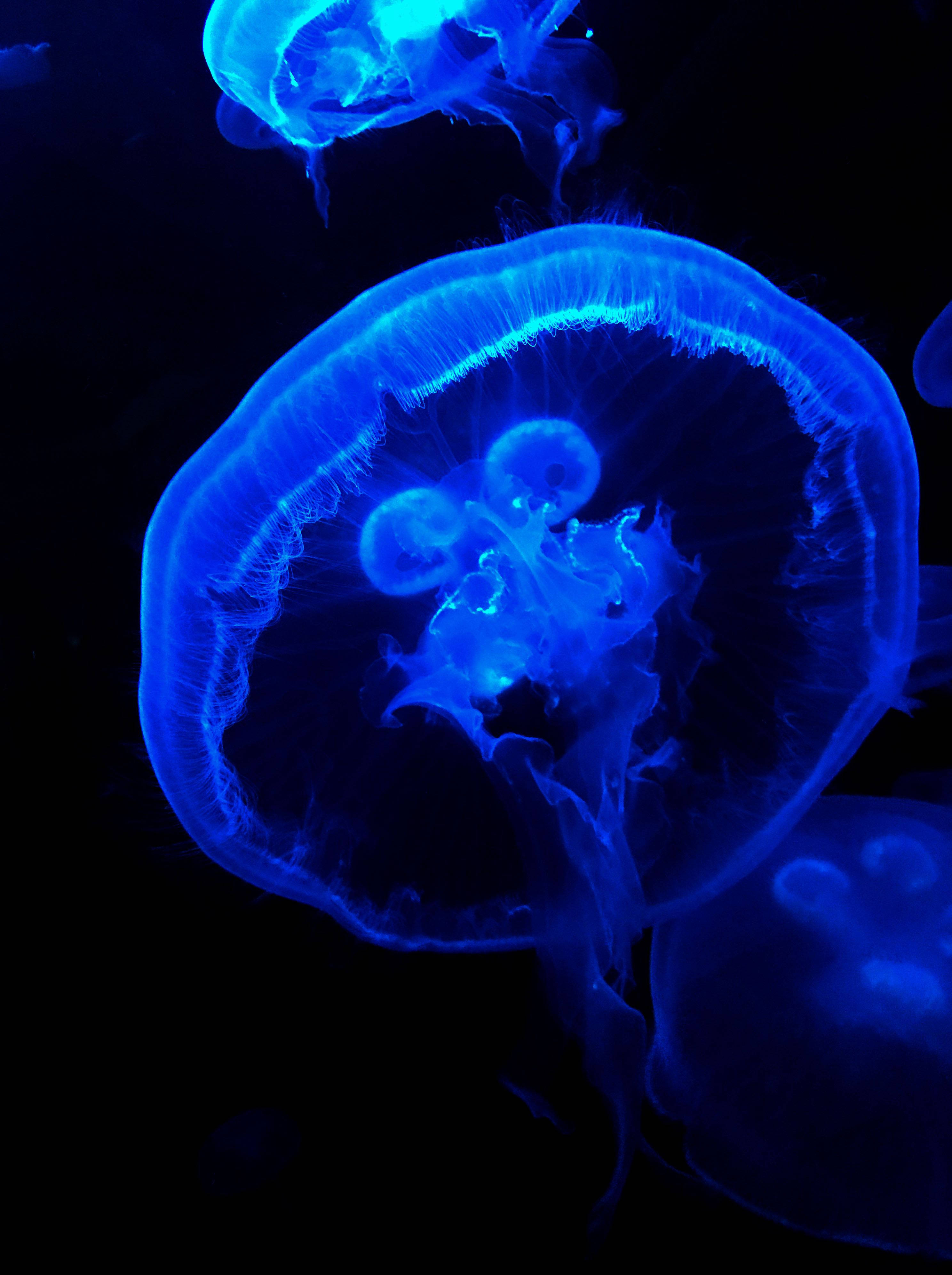 dark blue aesthetic, giant jellyfish, glowing blue, 4K Phone Wallpaper
