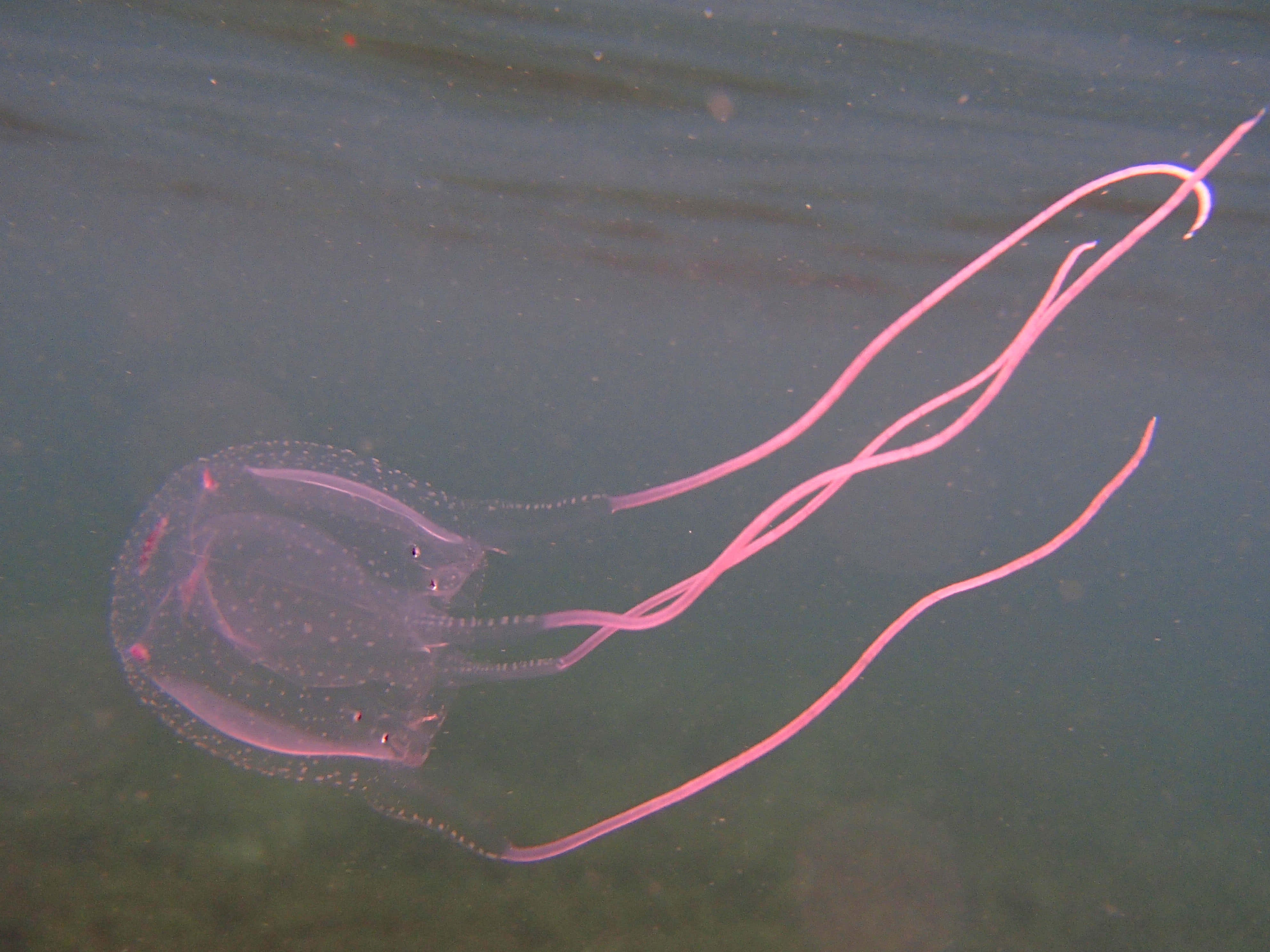 Box Jellyfish, translucent, pink tentacles, 4K Desktop Wallpaper