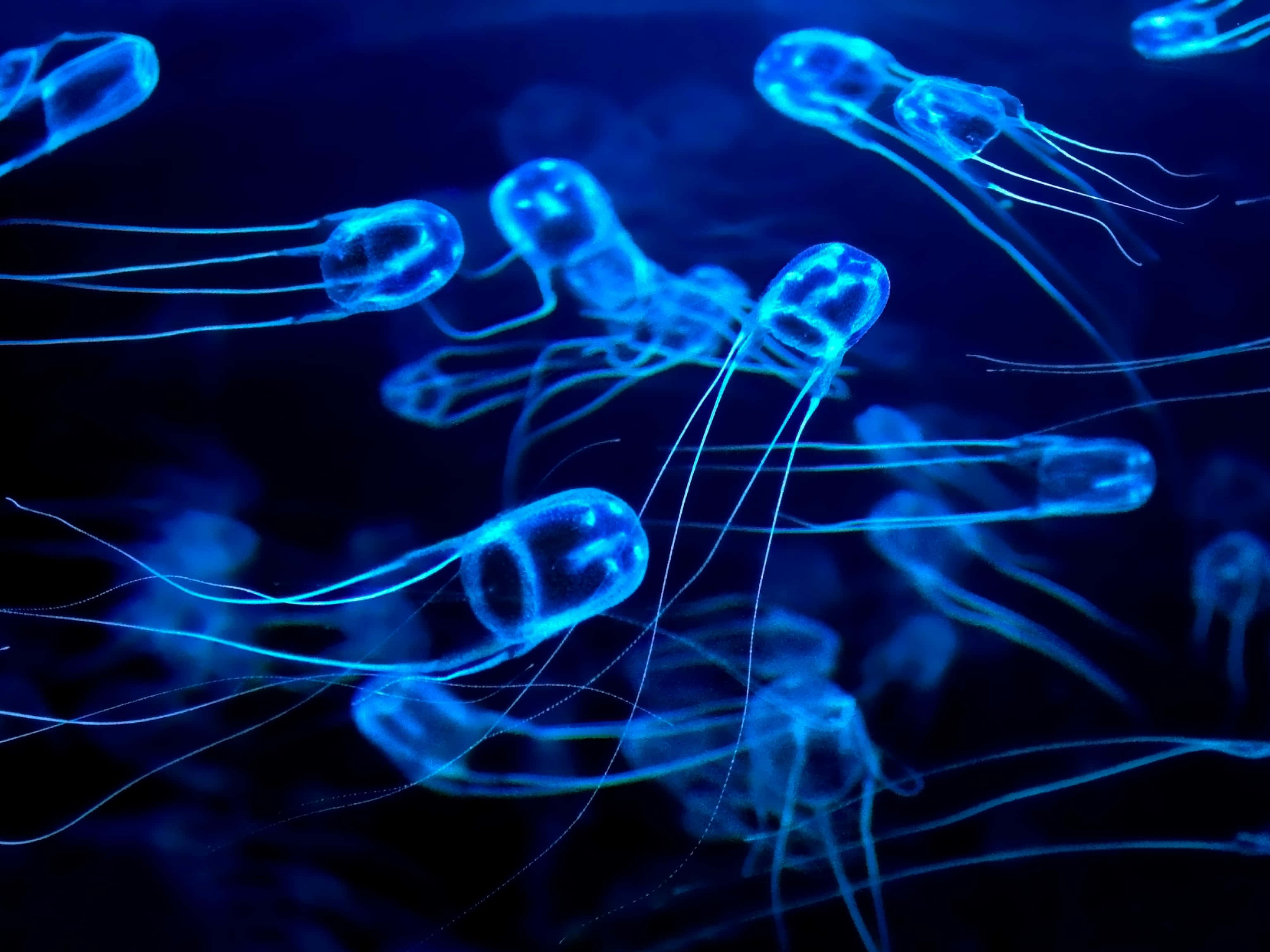 glowing box jellyfish, blue jellyfish, deep ocean waters, 2K Desktop Wallpaper