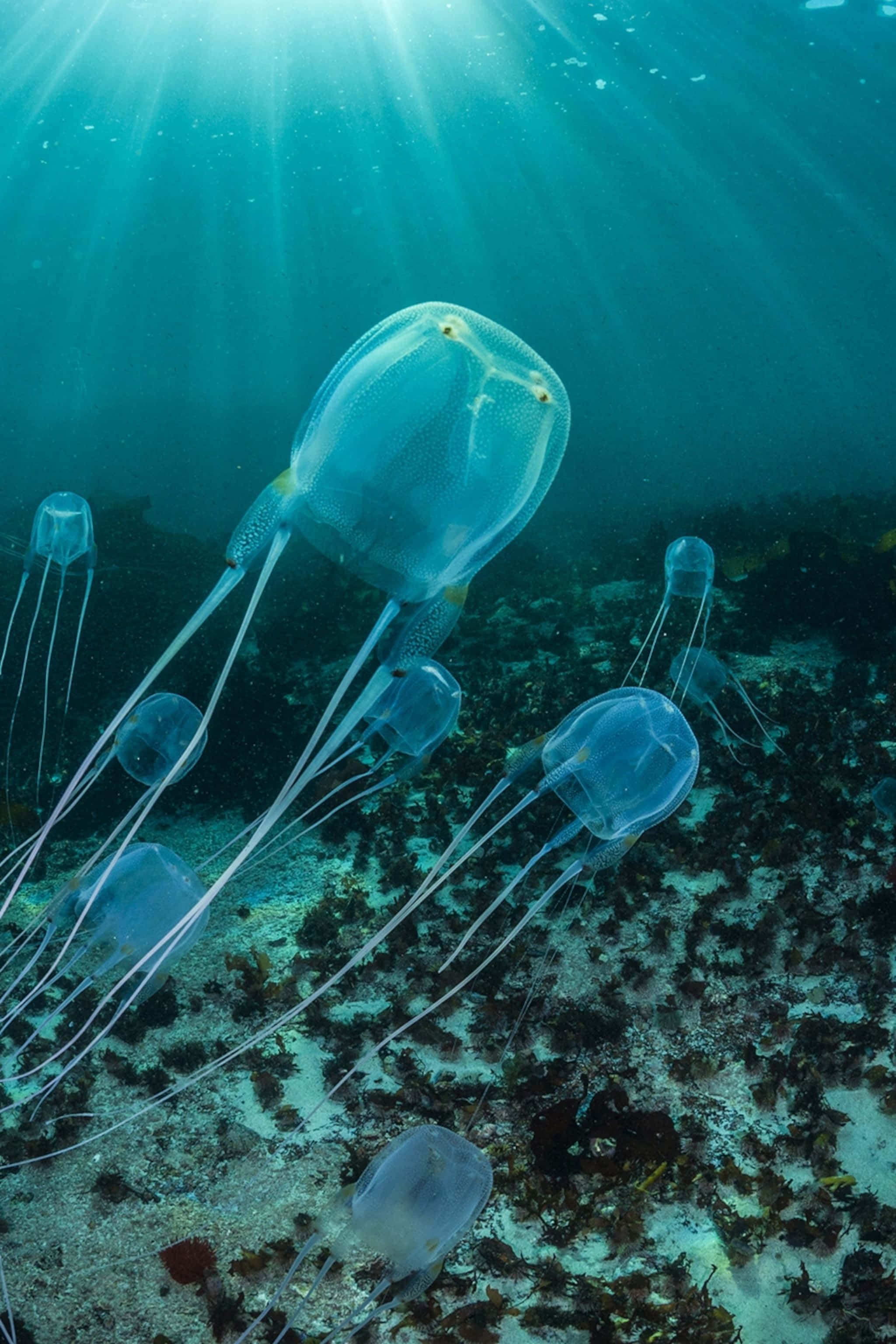 Box Jellyfish, sunrays, turquoise water, 2K Phone Wallpaper
