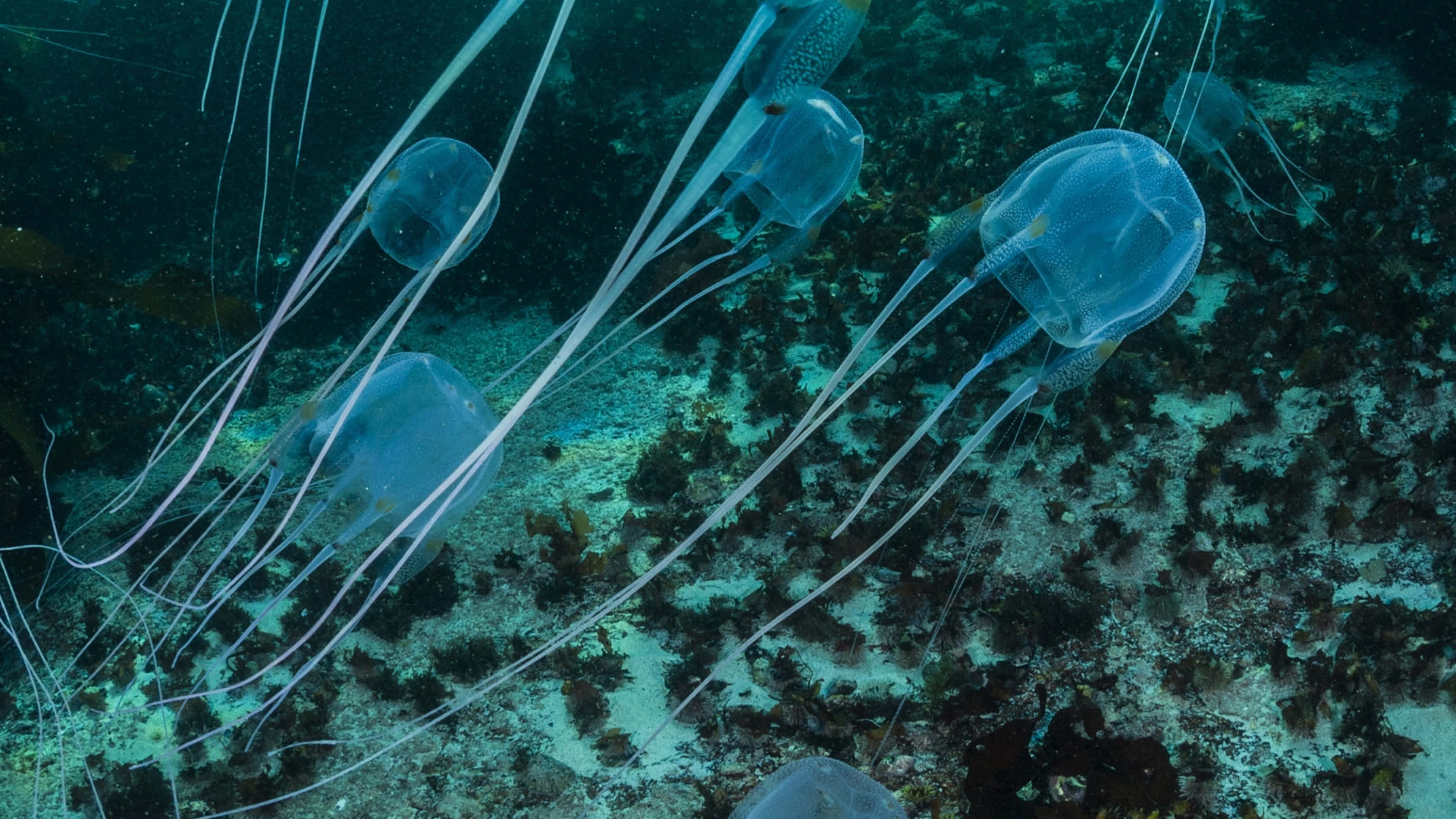 Box Jellyfish, translucent blue, long flowing tentacles, 2K Desktop Wallpaper
