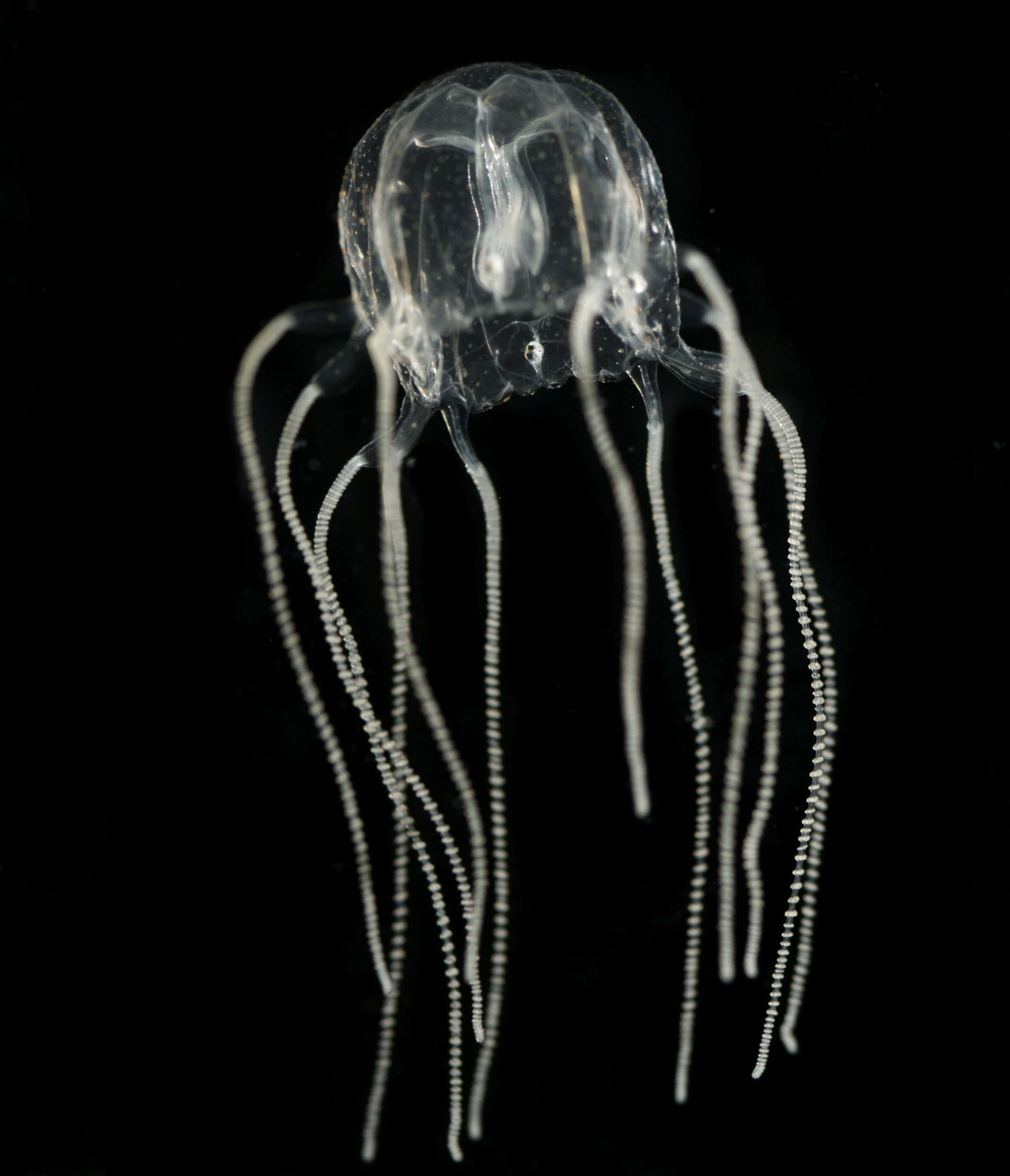 Box Jellyfish, transparent tentacles, translucent jellyfish, Full HD Phone Wallpaper