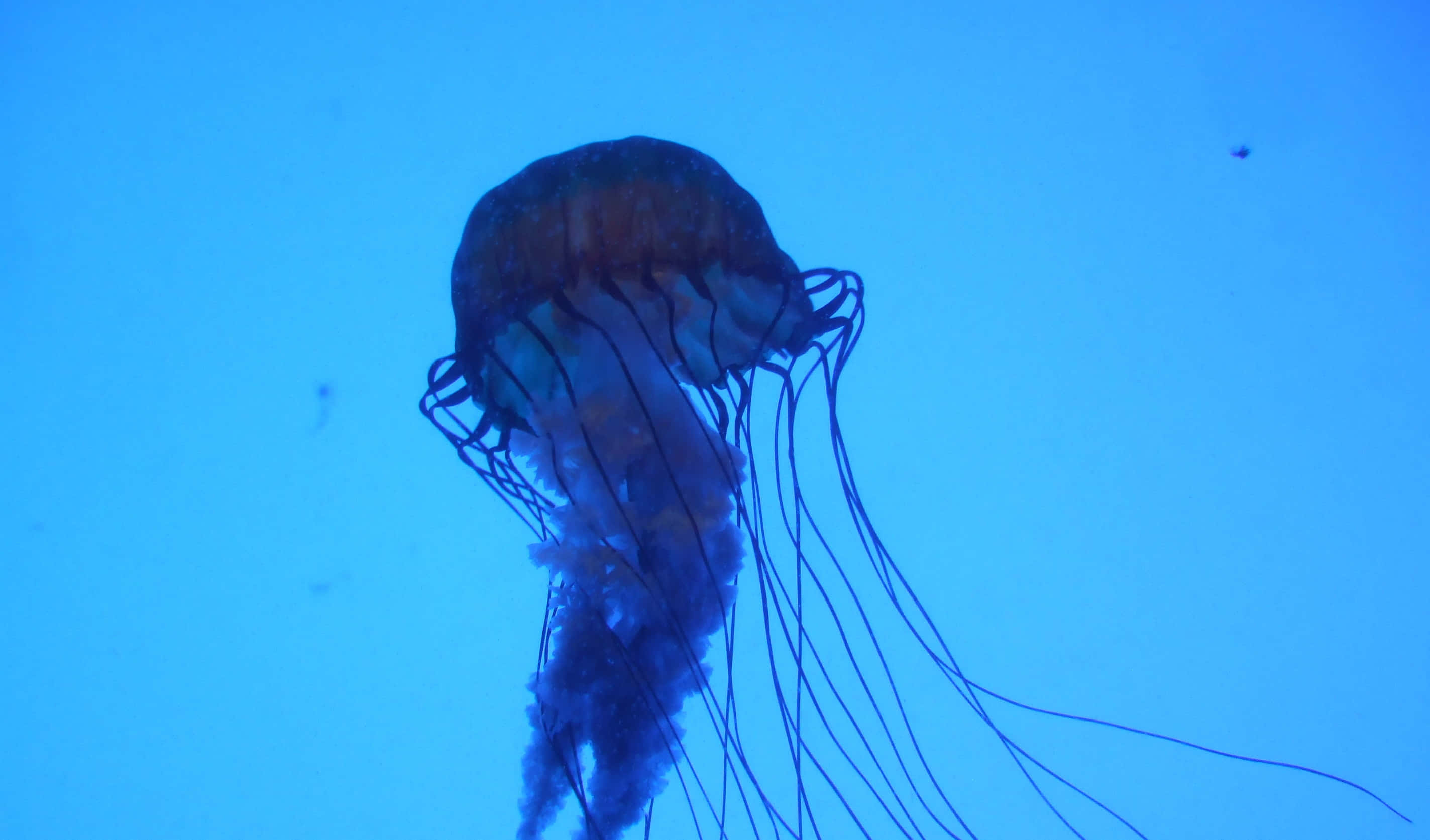 Box Jellyfish, underwater view, deep blue water, 2K Desktop Wallpaper
