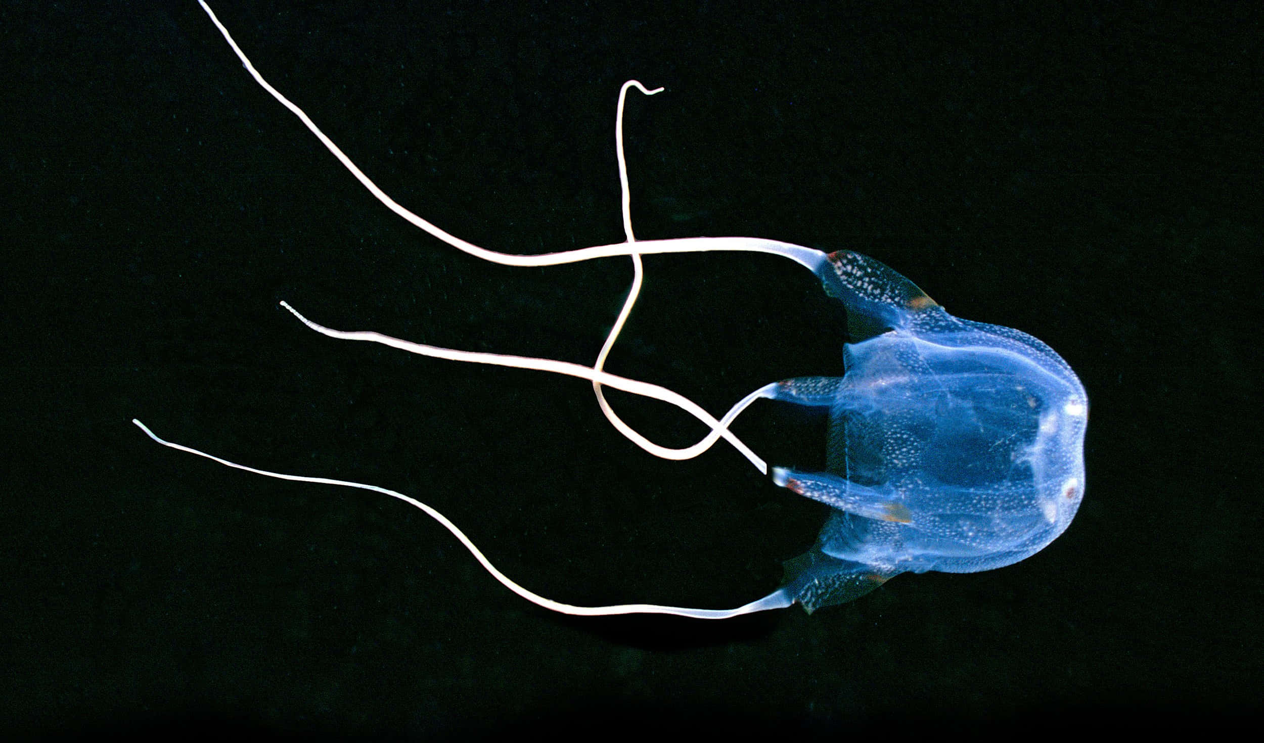 Box Jellyfish, translucent blue, long white tentacles, Full HD Desktop Wallpaper