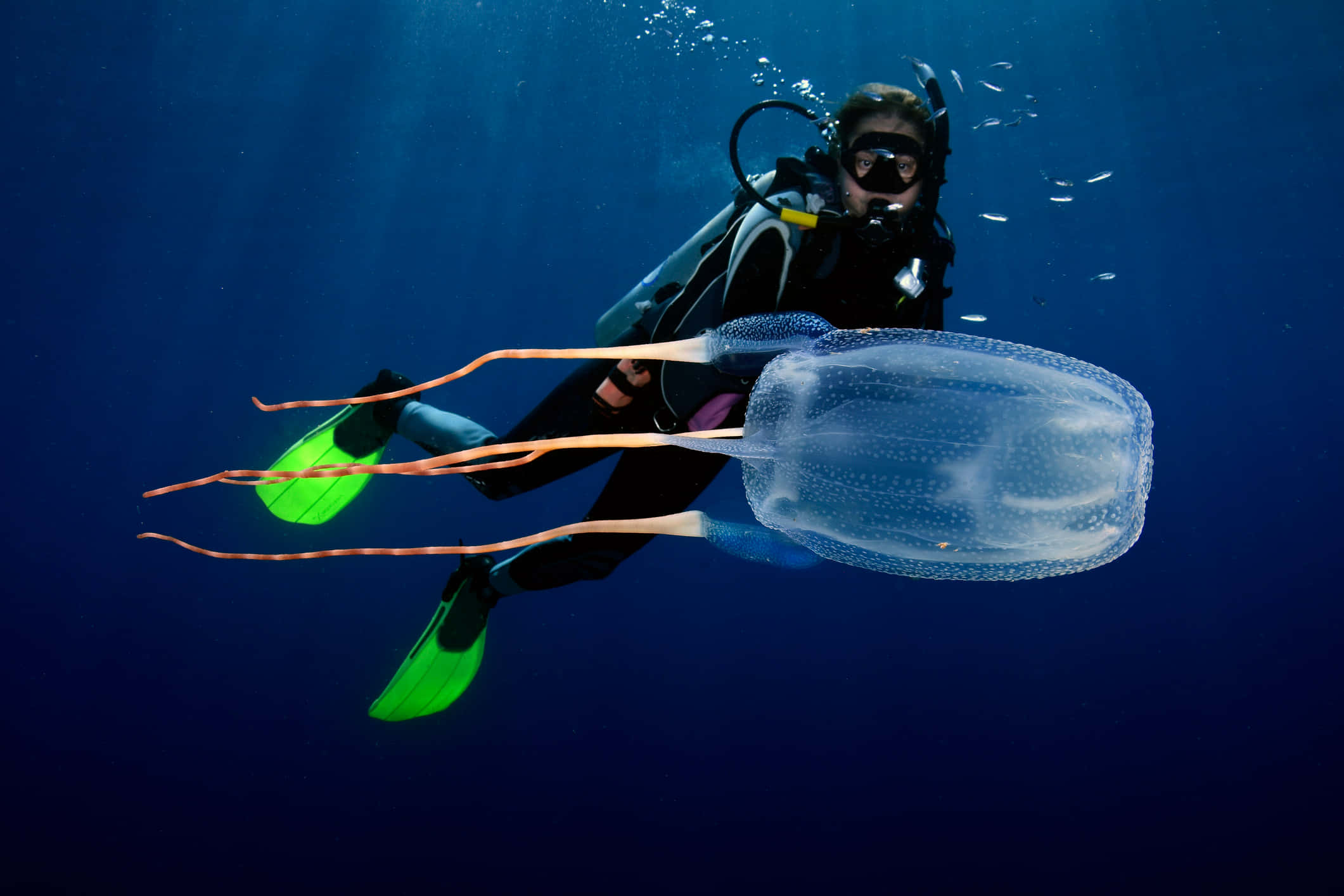 Box Jellyfish, dark gear, bright green fins, Full HD Desktop Wallpaper