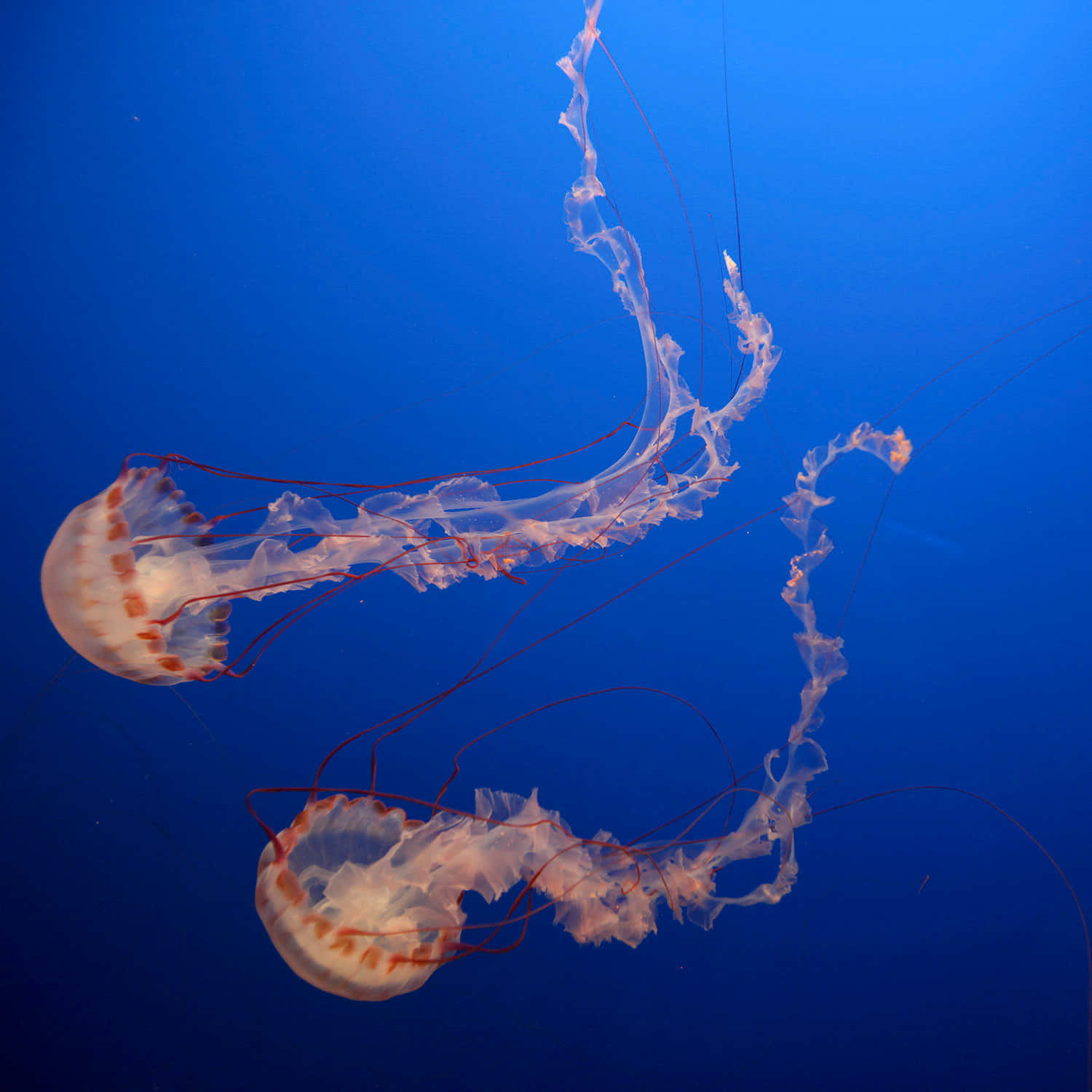 Box Jellyfish, translucent, orange-brown spots, HD Desktop Wallpaper