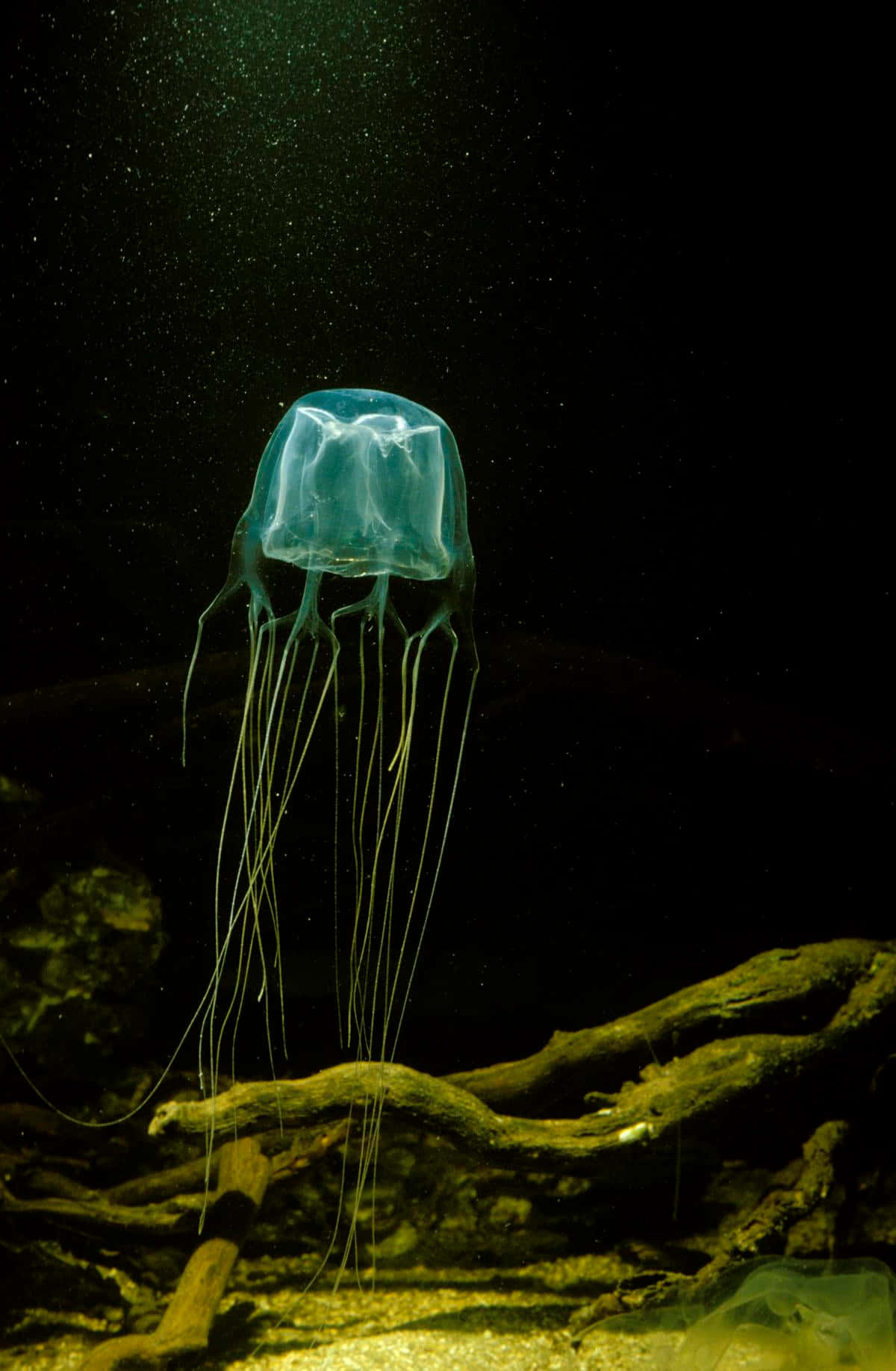 Box Jellyfish, translucent blue, long trailing tentacles, HD Phone Wallpaper