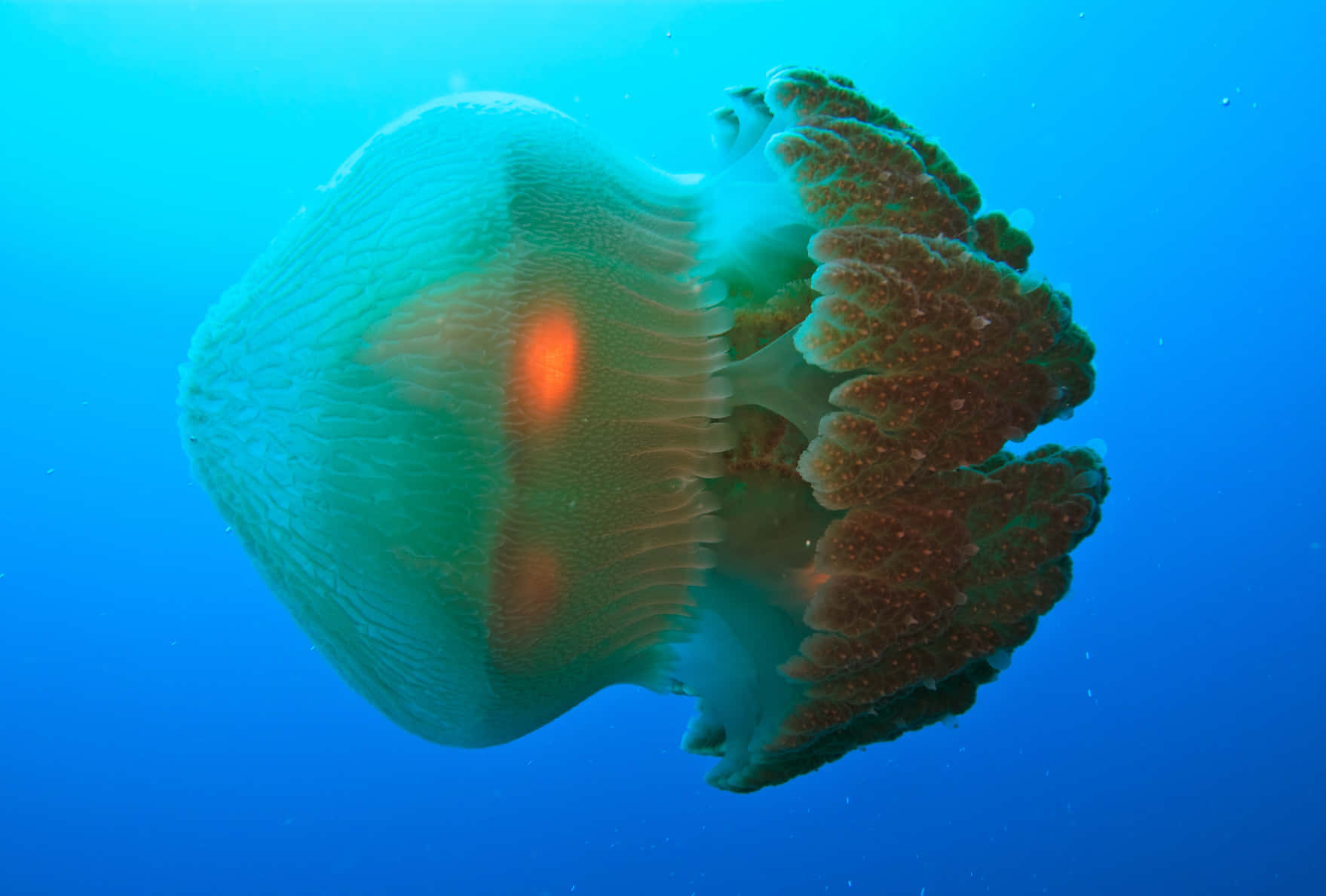 Box Jellyfish, translucent green, orange spots, HD Desktop Wallpaper