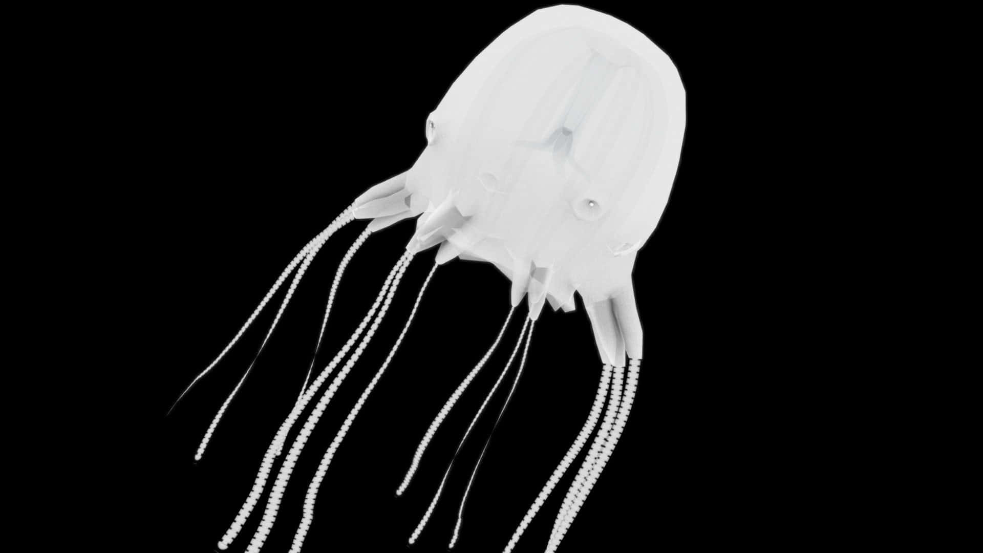 Box Jellyfish, translucent white, beaded tentacles, Full HD Desktop Wallpaper