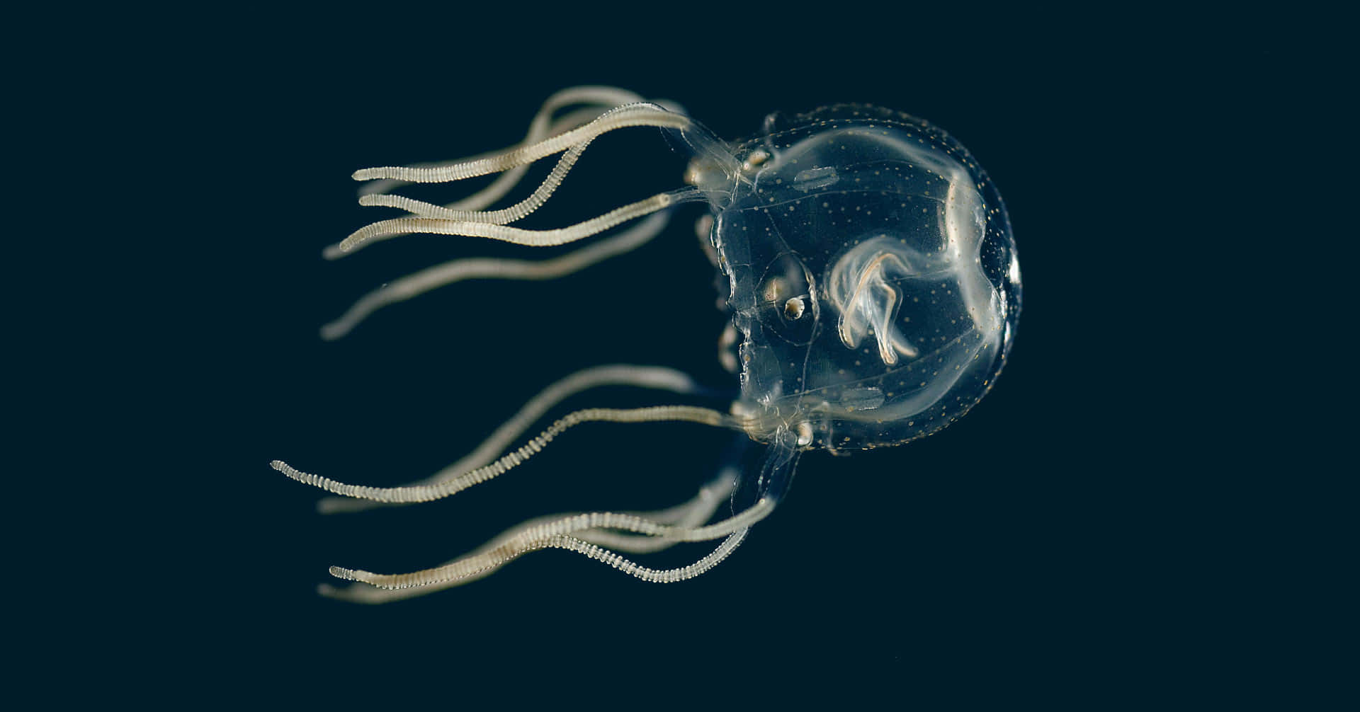 Box Jellyfish, translucent, delicate white tentacles, Full HD Desktop Wallpaper