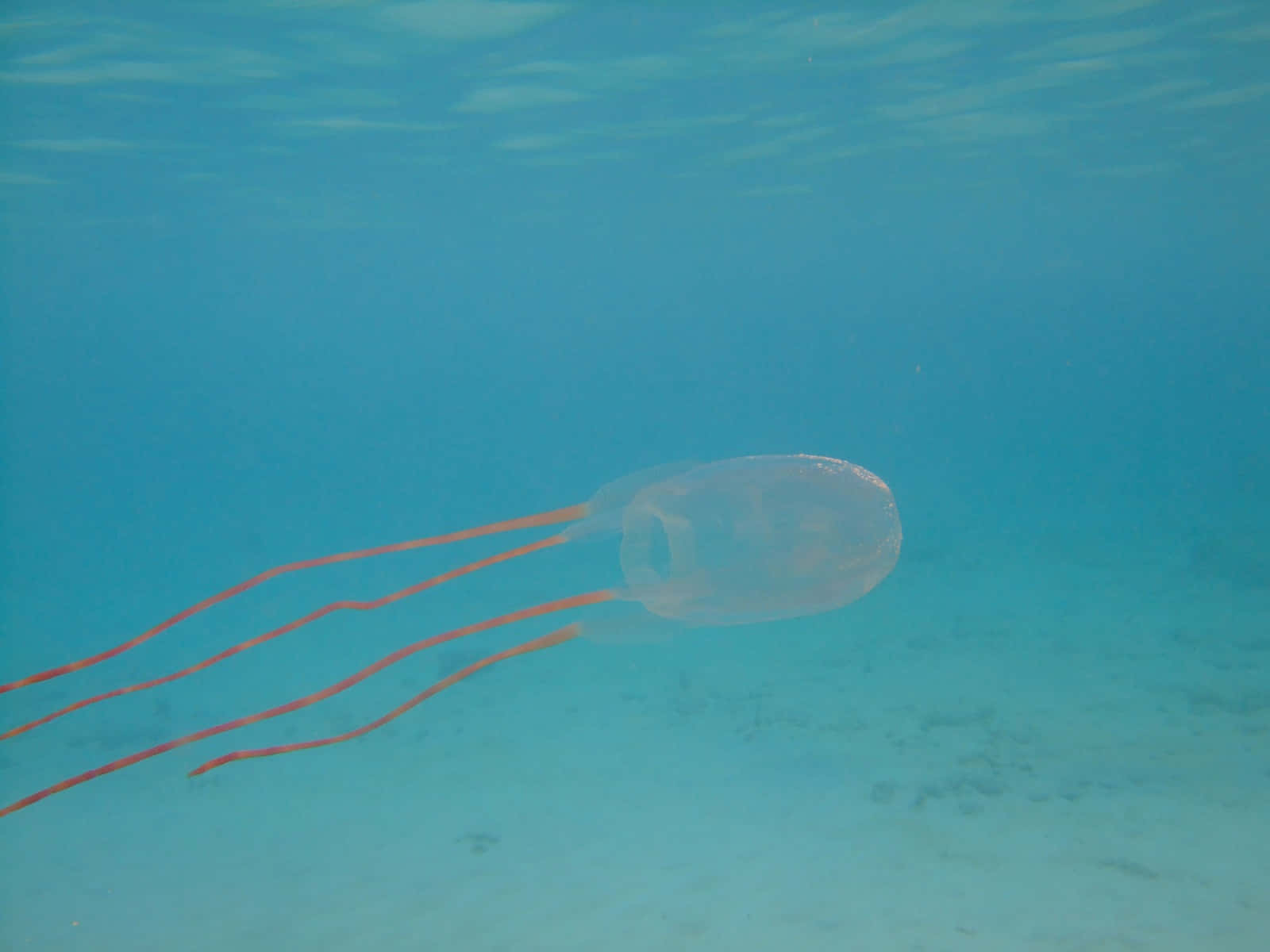 Box Jellyfish, translucent, long orange tentacles, HD Desktop Wallpaper