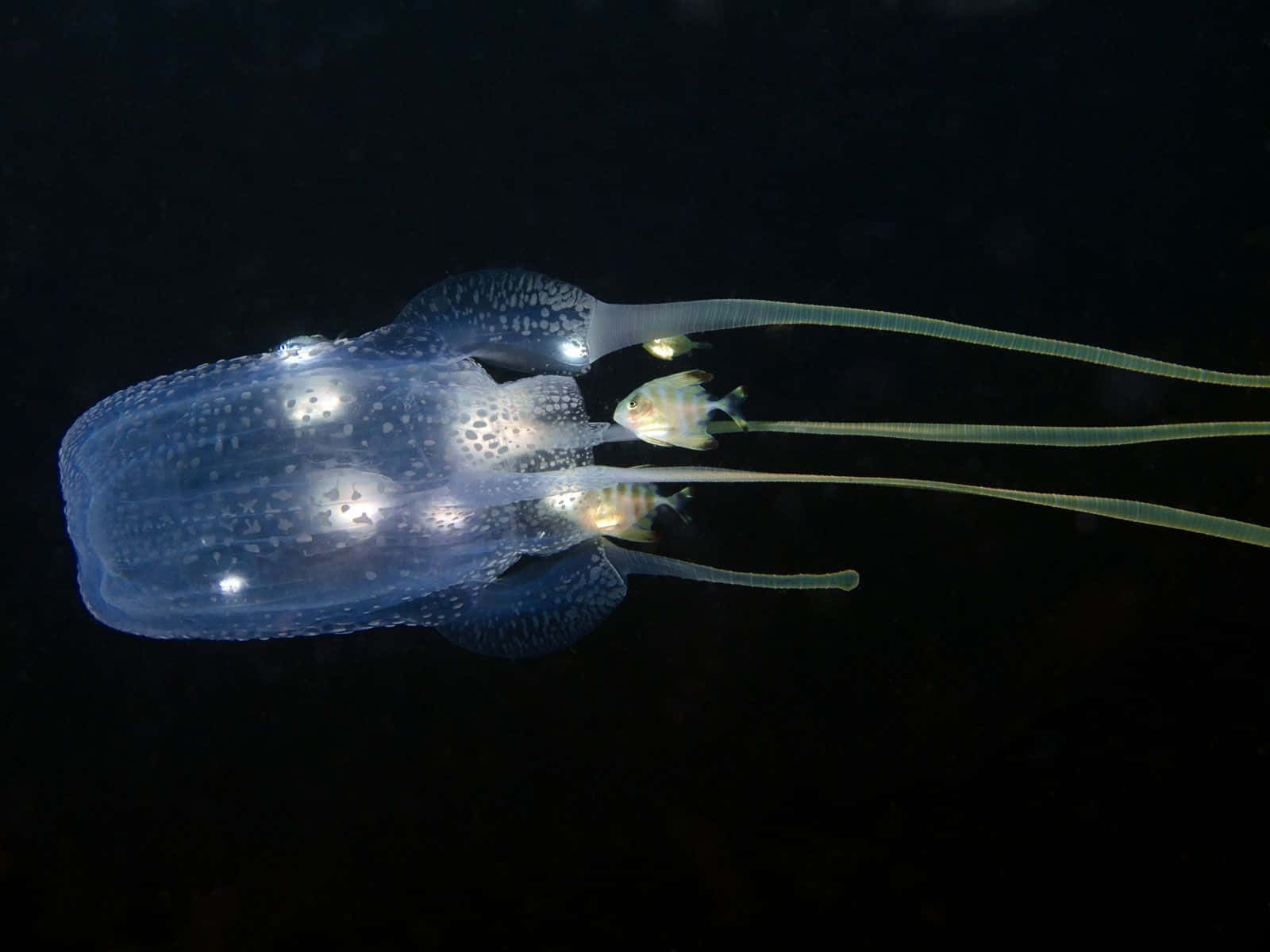 Box Jellyfish, translucent blue spotted jellyfish, black ocean backdrop, HD Desktop Wallpaper