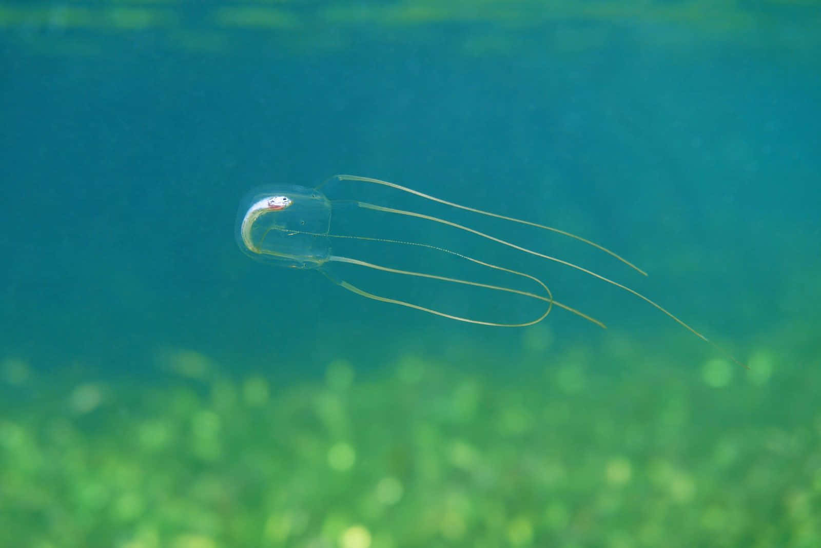 Box Jellyfish, translucent, long delicate tentacles, HD Desktop Wallpaper