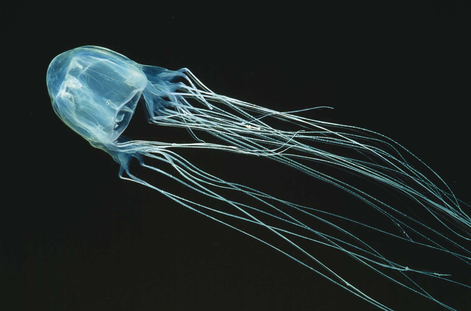 Box Jellyfish, translucent blue, long delicate tentacles, HD Desktop Wallpaper