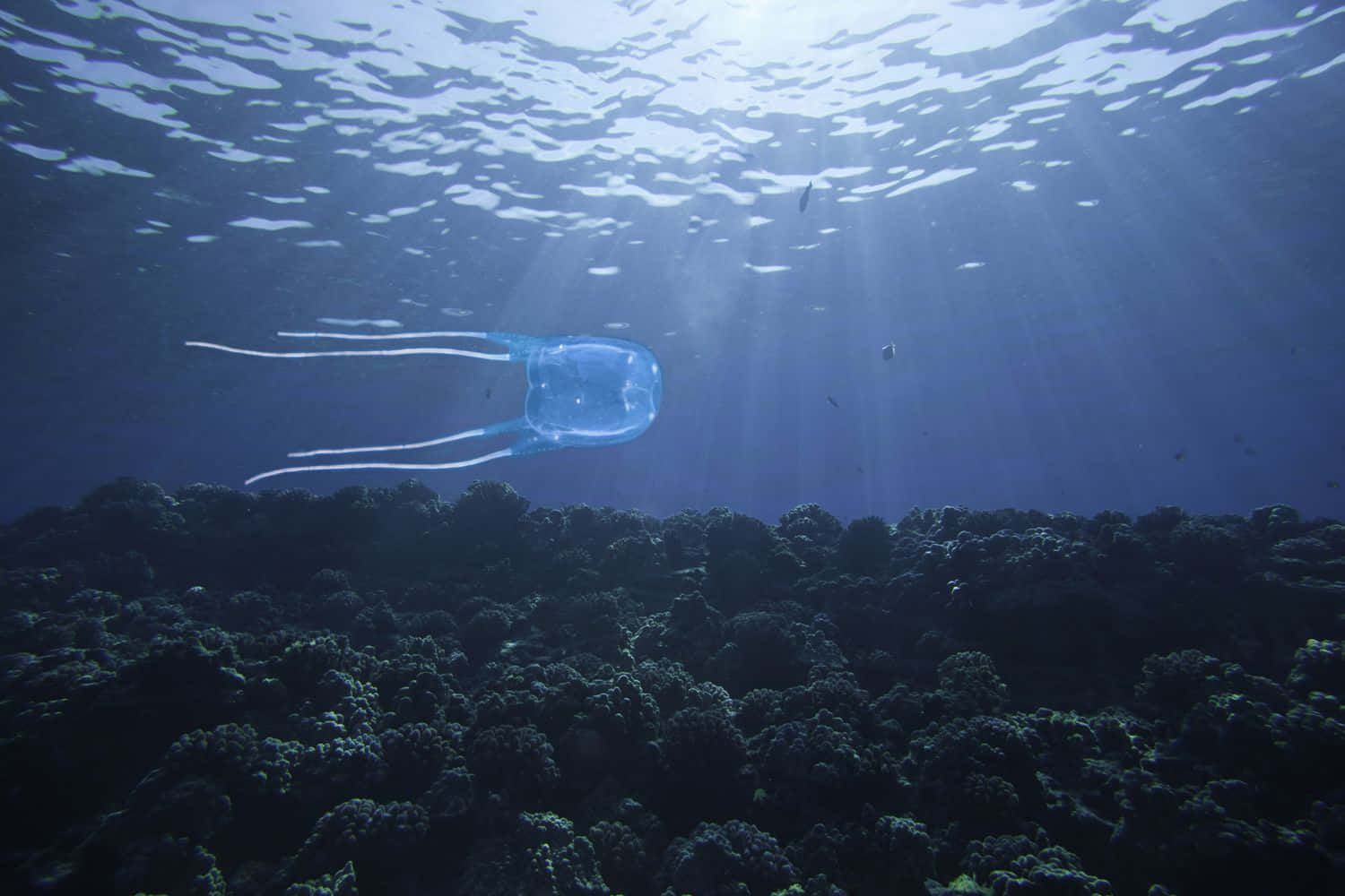 Box Jellyfish, translucent blue, dark coral reef, HD Desktop Wallpaper