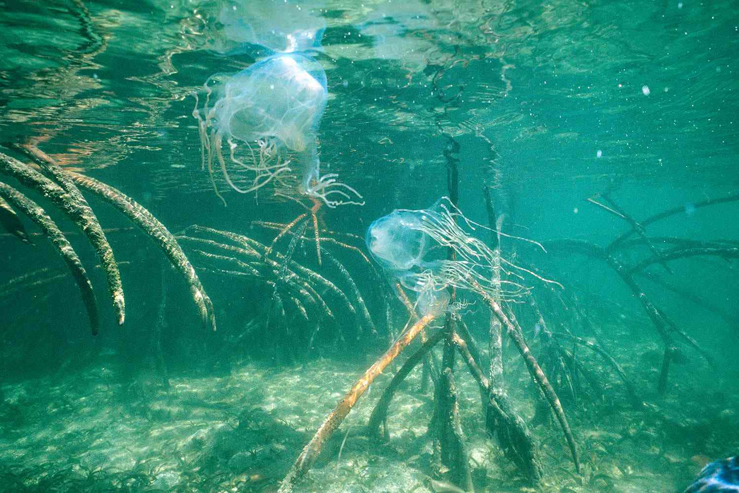 Box Jellyfish, underwater scene, tangled mangrove roots, HD Desktop Wallpaper