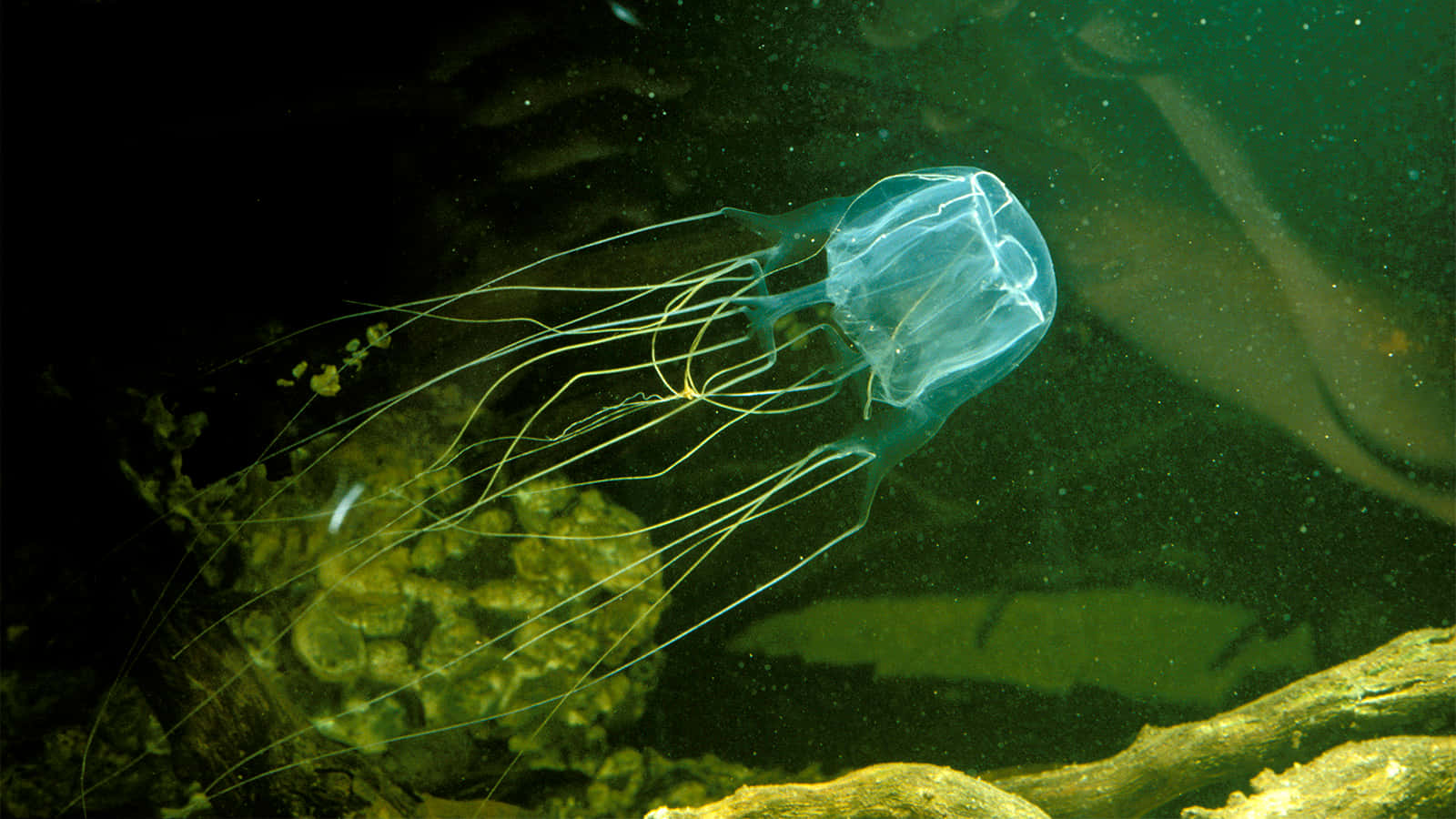 Box Jellyfish, translucent blue, murky green water, HD Desktop Wallpaper
