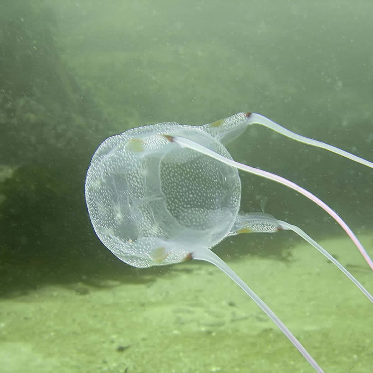 Box Jellyfish, translucent spotted jellyfish, long flowing tentacles, SD Desktop Wallpaper