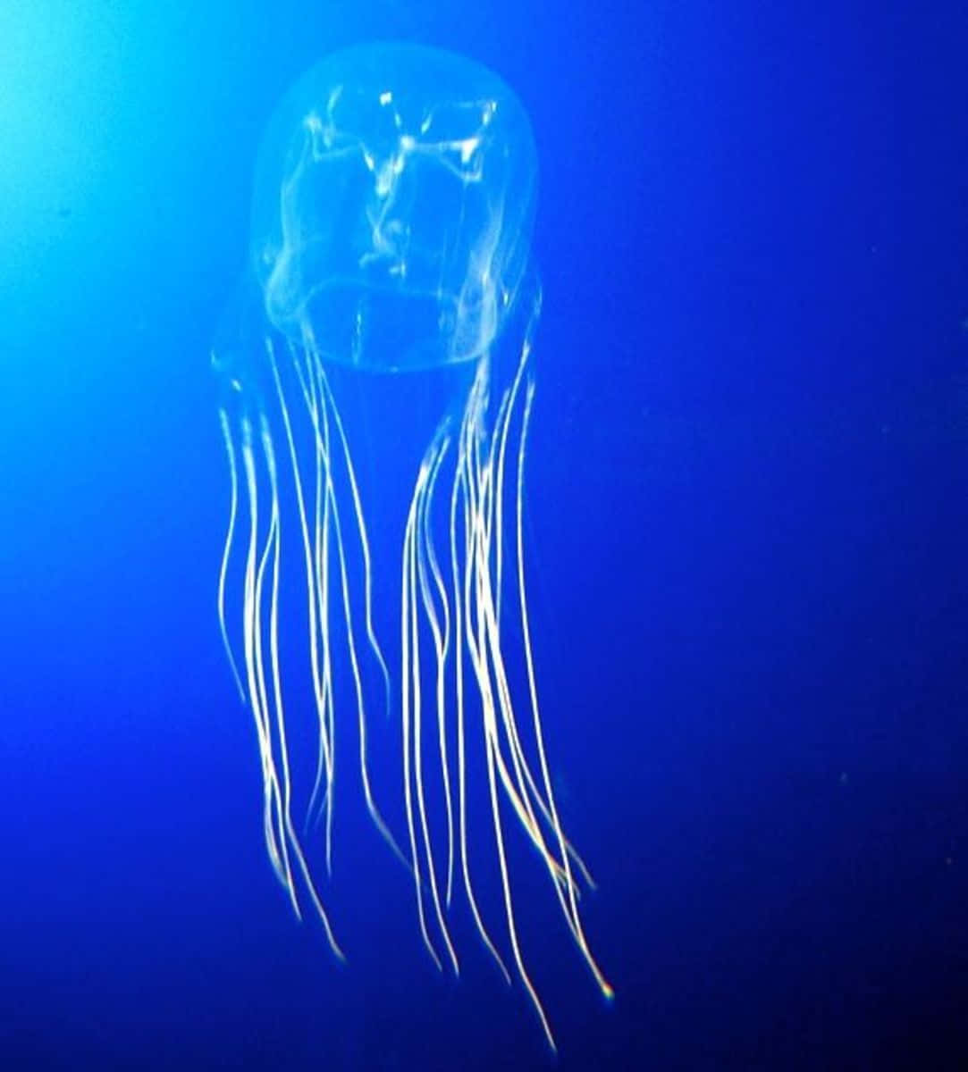 Box Jellyfish, deep blue sea, translucent jellyfish, SD Phone Wallpaper