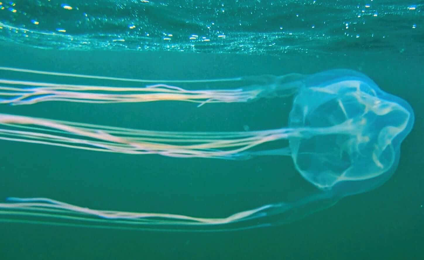Box Jellyfish, translucent, long flowing tentacles, HD Desktop Wallpaper