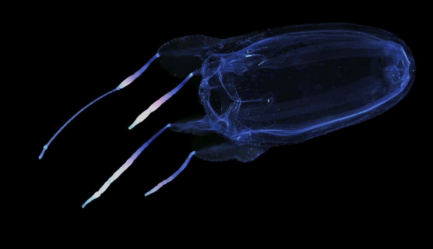 Box Jellyfish, translucent blue, glowing tentacles, HD Desktop Wallpaper