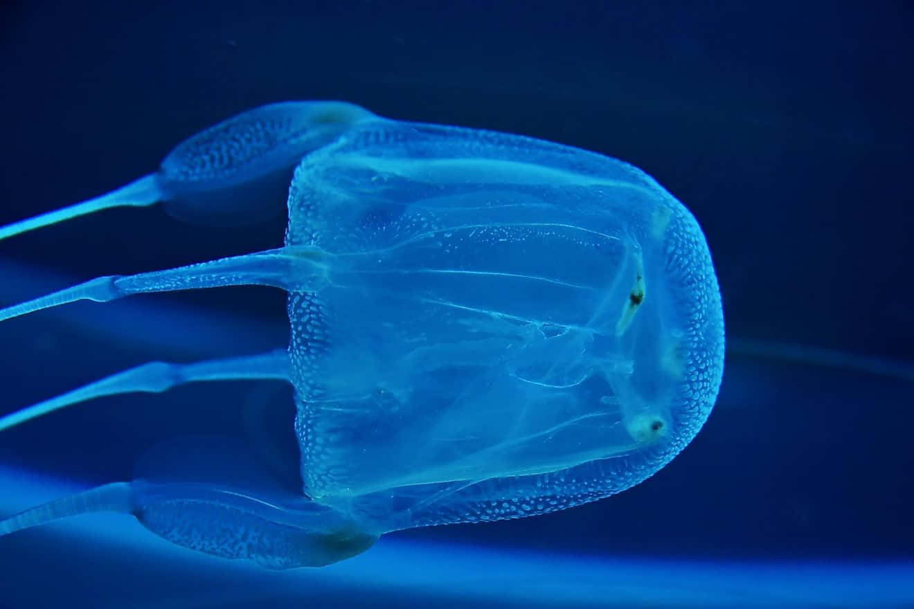 Box Jellyfish, translucent blue jellyfish, deep ocean blue backdrop, HD Desktop Wallpaper