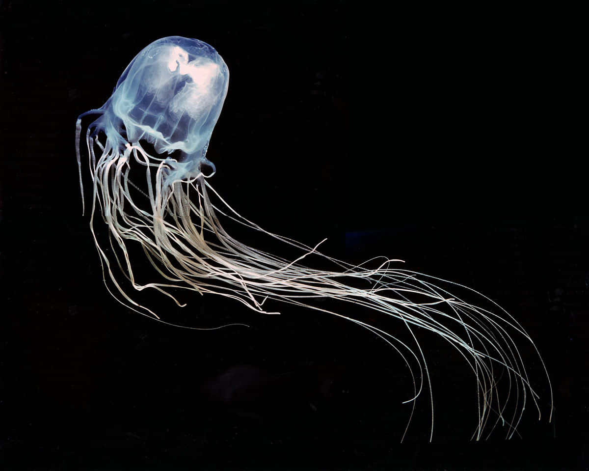 Box Jellyfish, translucent blue, long flowing tentacles, SD Desktop Wallpaper