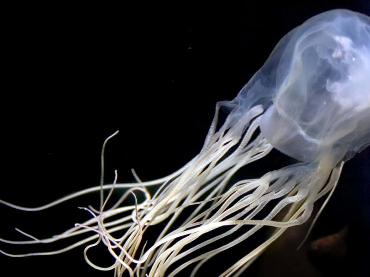 Box Jellyfish, translucent, long delicate tentacles, SD Desktop Wallpaper