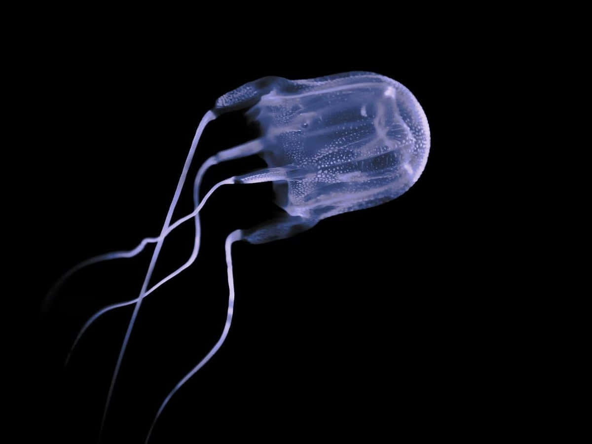 Box Jellyfish, translucent blue, delicate tentacles, SD Desktop Wallpaper