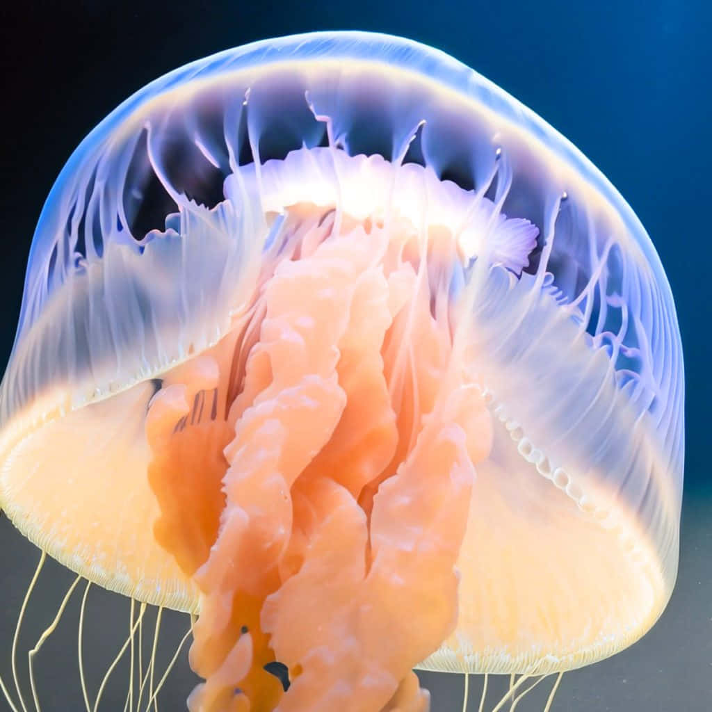 Box Jellyfish, translucent blue dome, vibrant orange bell, SD Desktop Wallpaper
