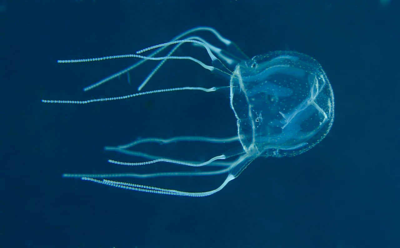 Box Jellyfish, translucent, delicate white tentacles, HD Desktop Wallpaper