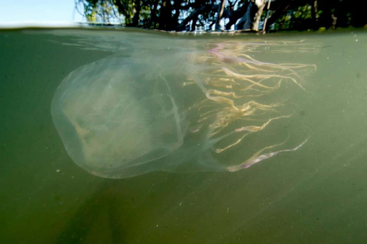 Box Jellyfish, translucent, golden tentacles, SD Desktop Wallpaper