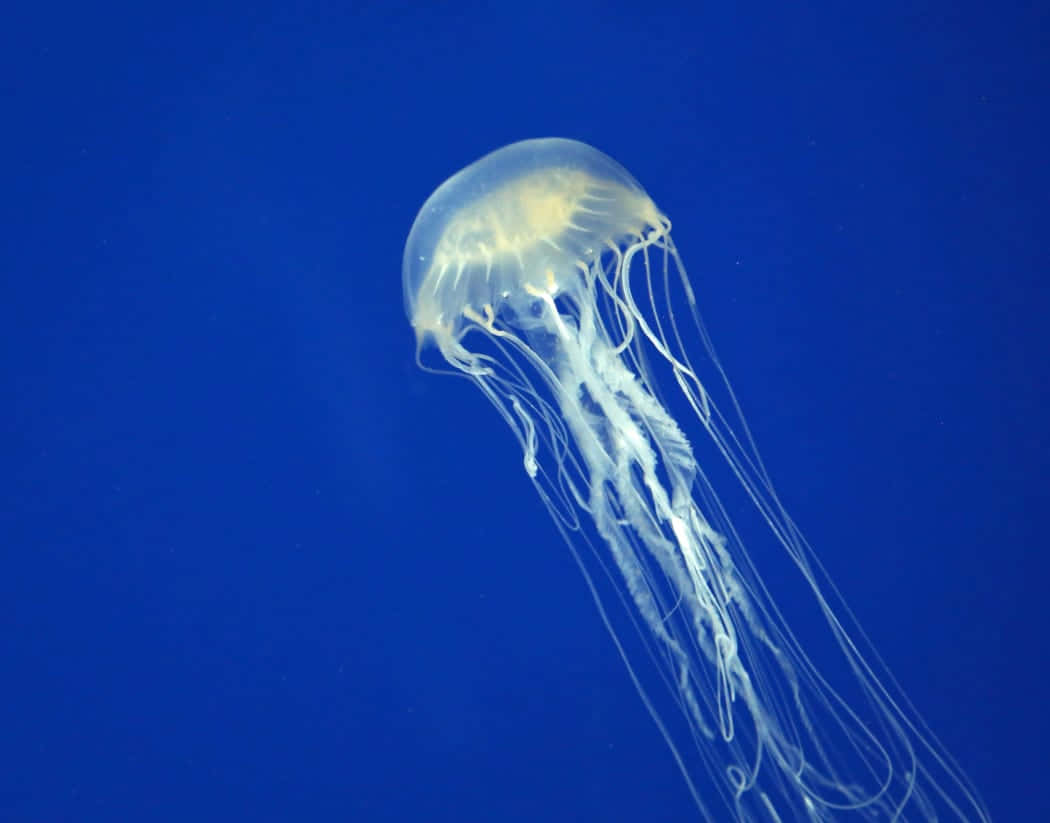 Box Jellyfish, blue ocean, translucent, SD Desktop Wallpaper