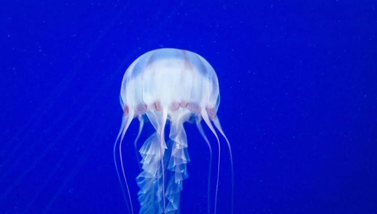 Box Jellyfish, translucent tentacles, deep blue ocean, SD Desktop Wallpaper