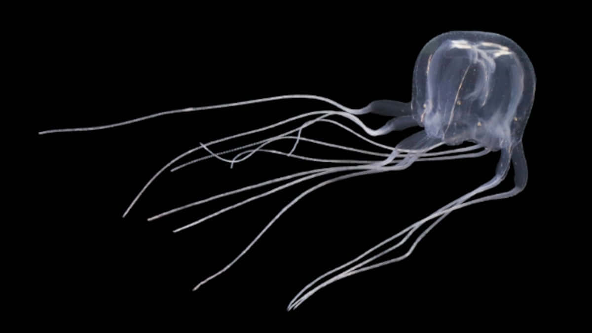 Box Jellyfish, black background, translucent jellyfish, SD Desktop Wallpaper