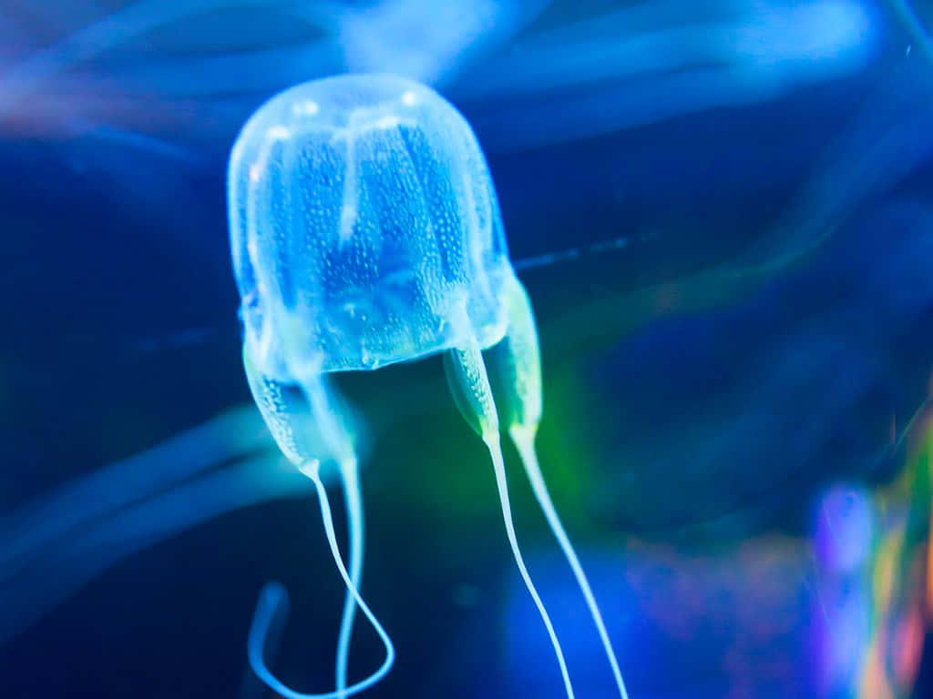 Box Jellyfish, translucent blue, glowing tentacles, SD Desktop Wallpaper