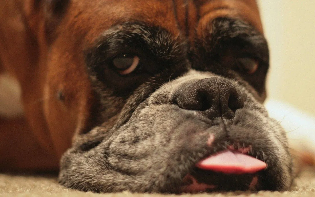 Boxer Dog