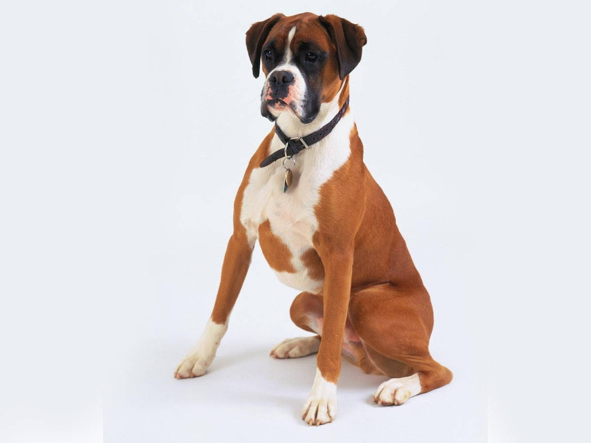 Boxer Dog, brown and white, black collar, SD Desktop Wallpaper