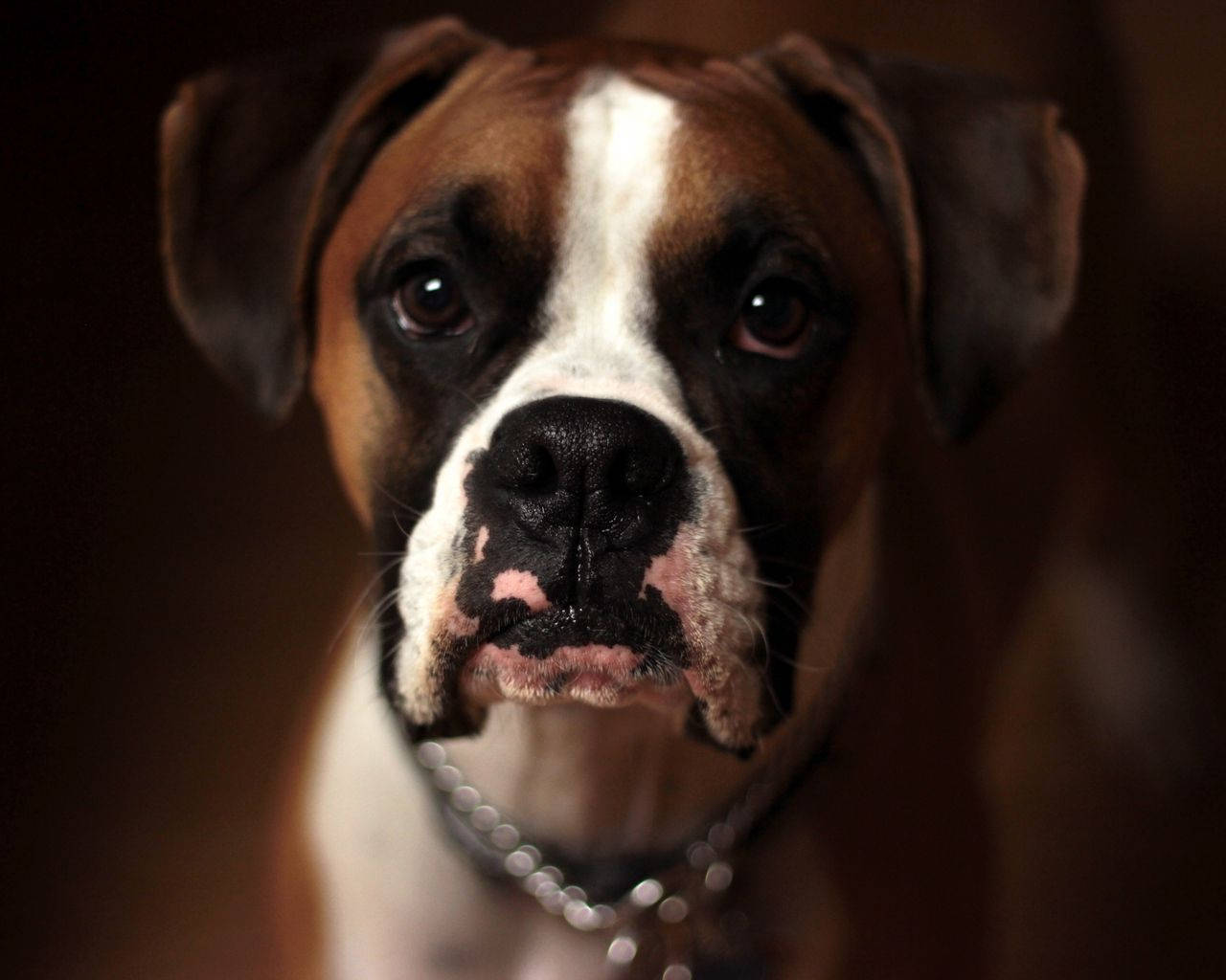 brown and white boxer dog, soulful eyes, silver chain collar, HD Desktop Wallpaper